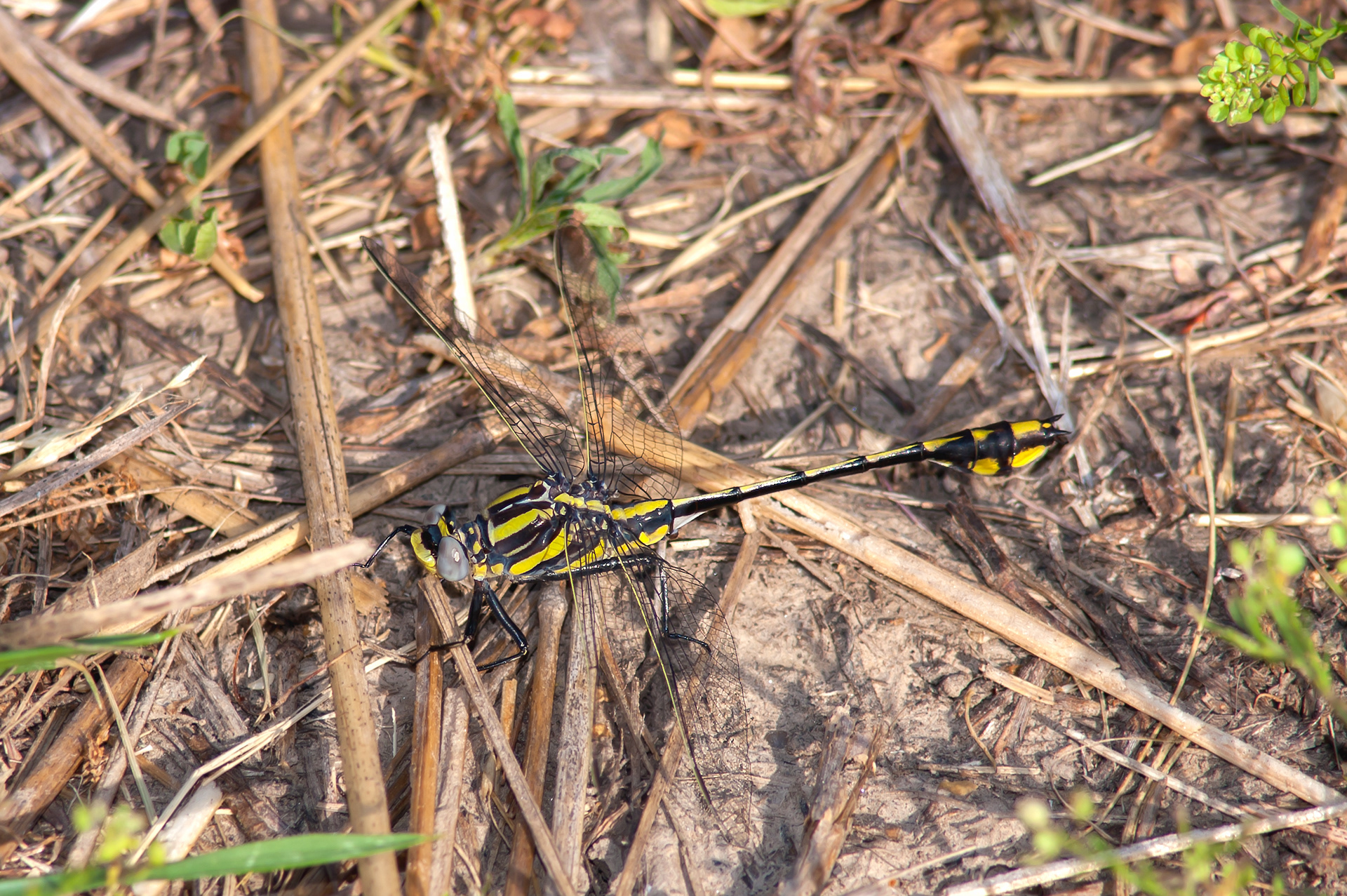 Plains Clubtail (Gomphurus externus) ODV Record #7312