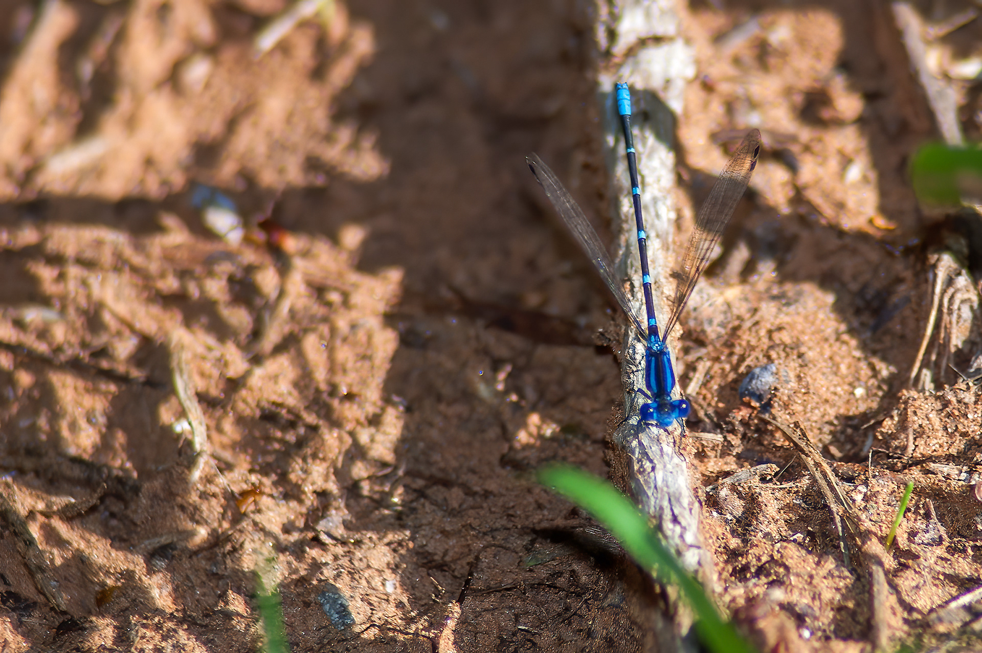 Blue-tipped Dancer (Argia tibialis)