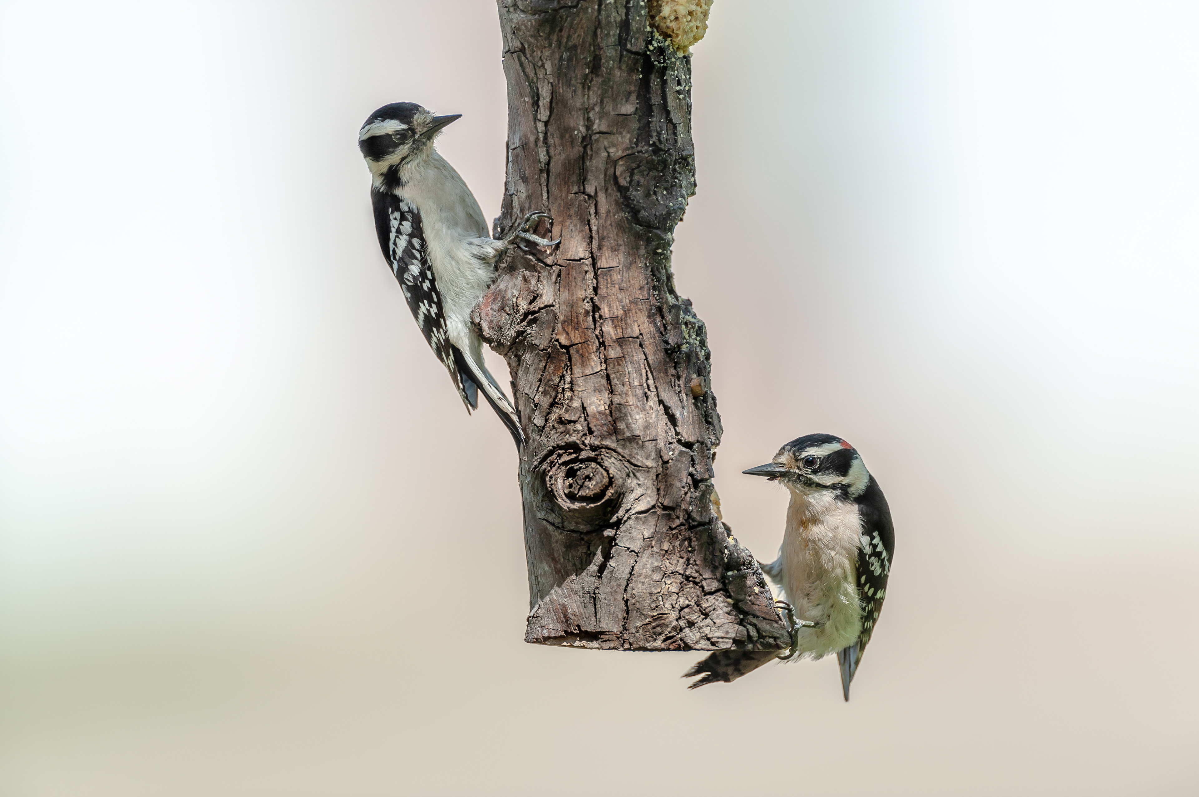 Hairy Woodpecker - Male