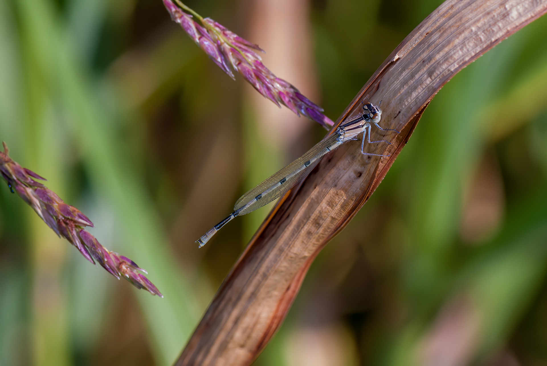 Familiar Blue  (Enallagma civile)