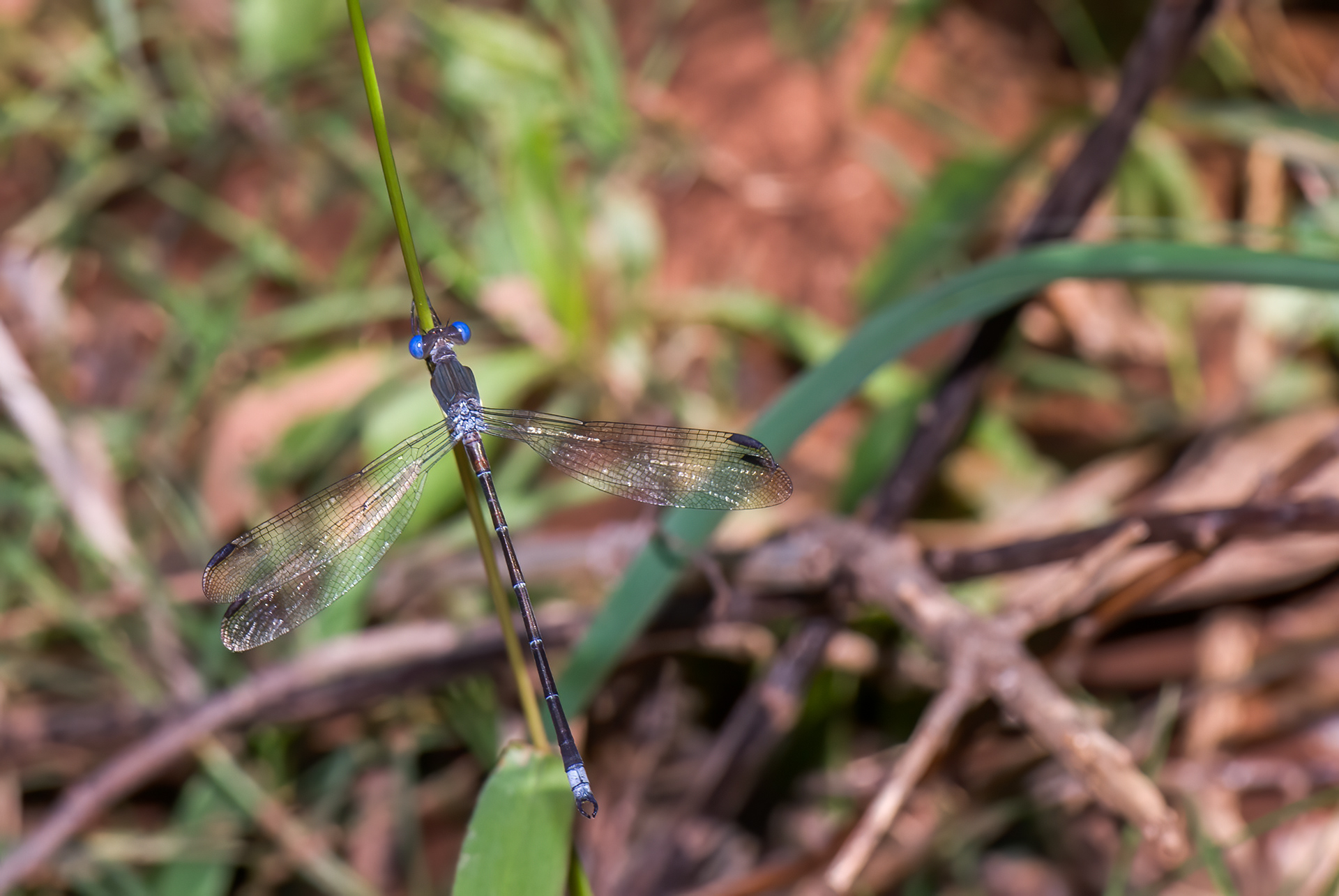 Great Spreadwing (Archilestes grandis)