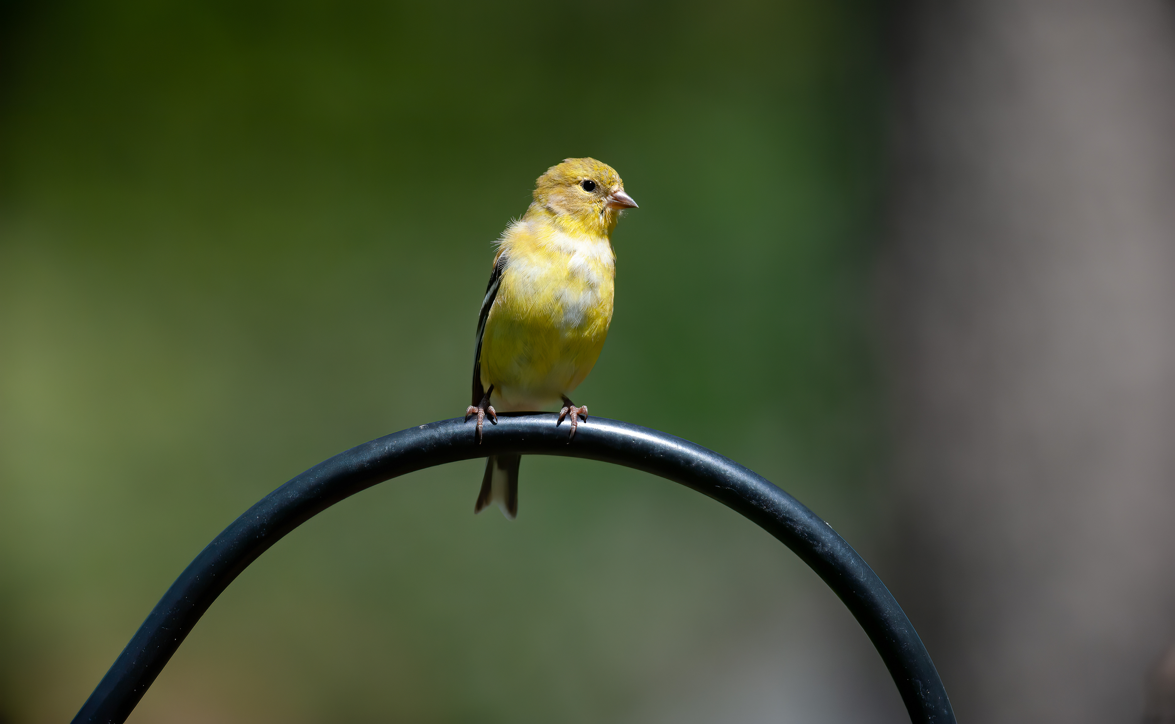 American Goldfinch - Male (1st Spring)