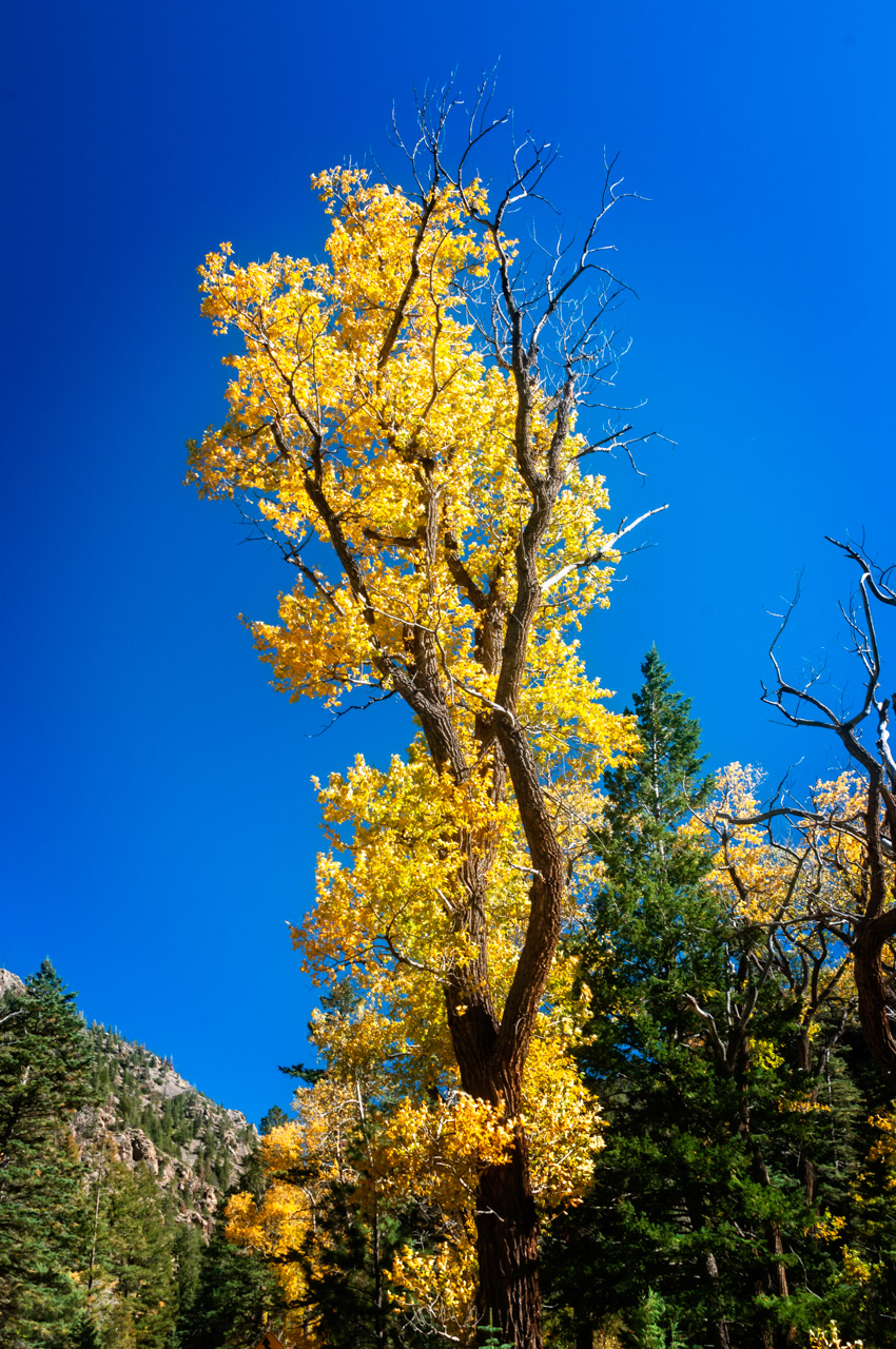 Fall Cottonwood Tree Cimarron, New Mexico