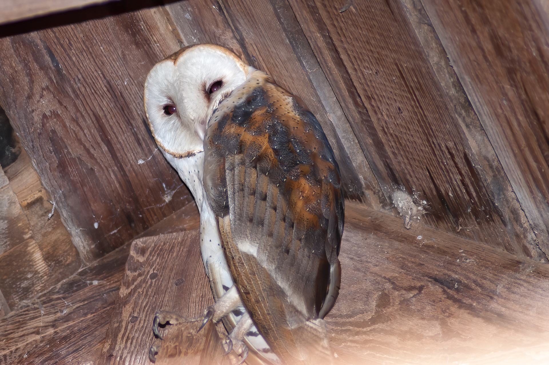 Barn Owl (Tito alba)