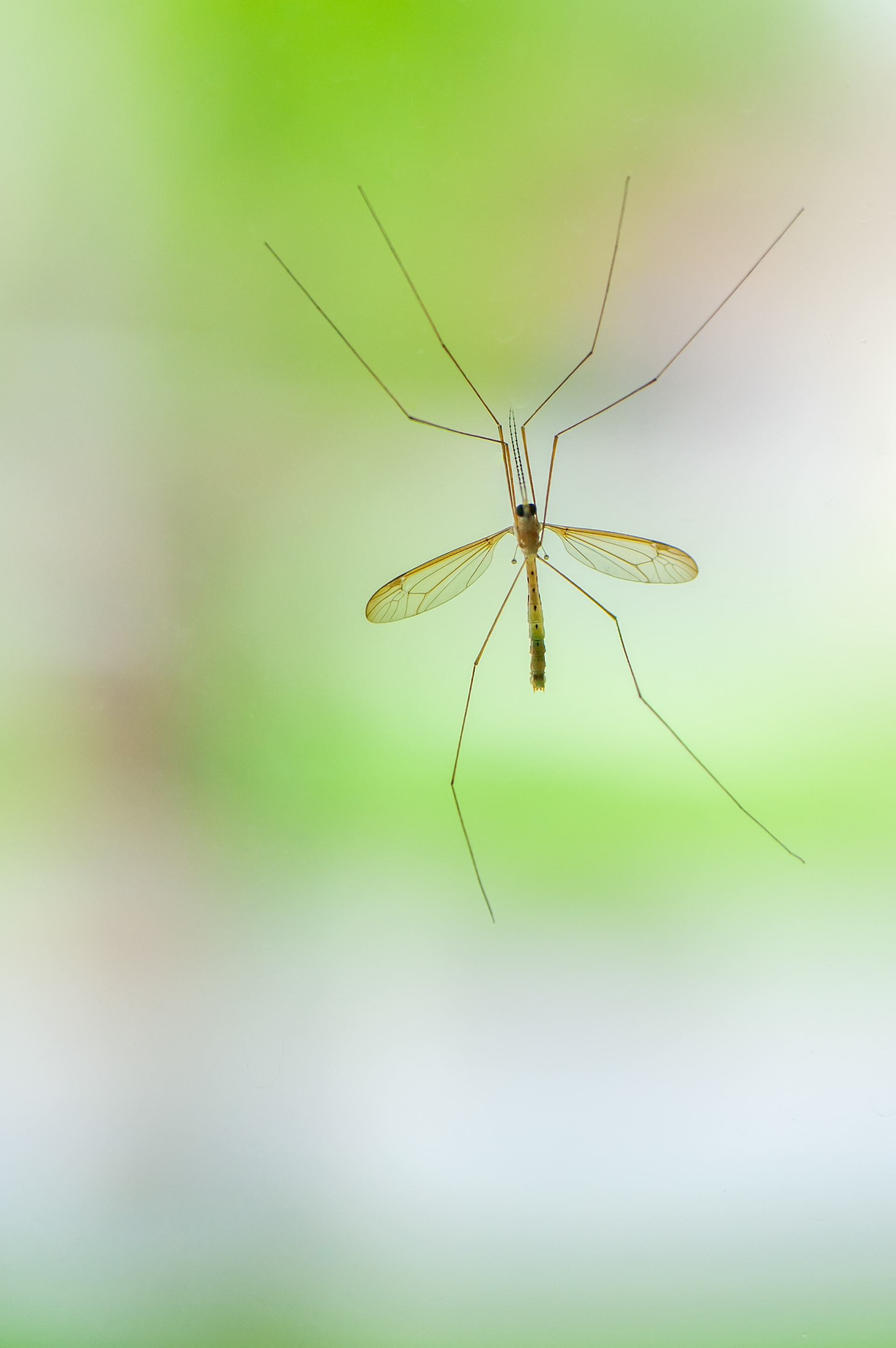 Crane Fly (Tipulidae sp.)