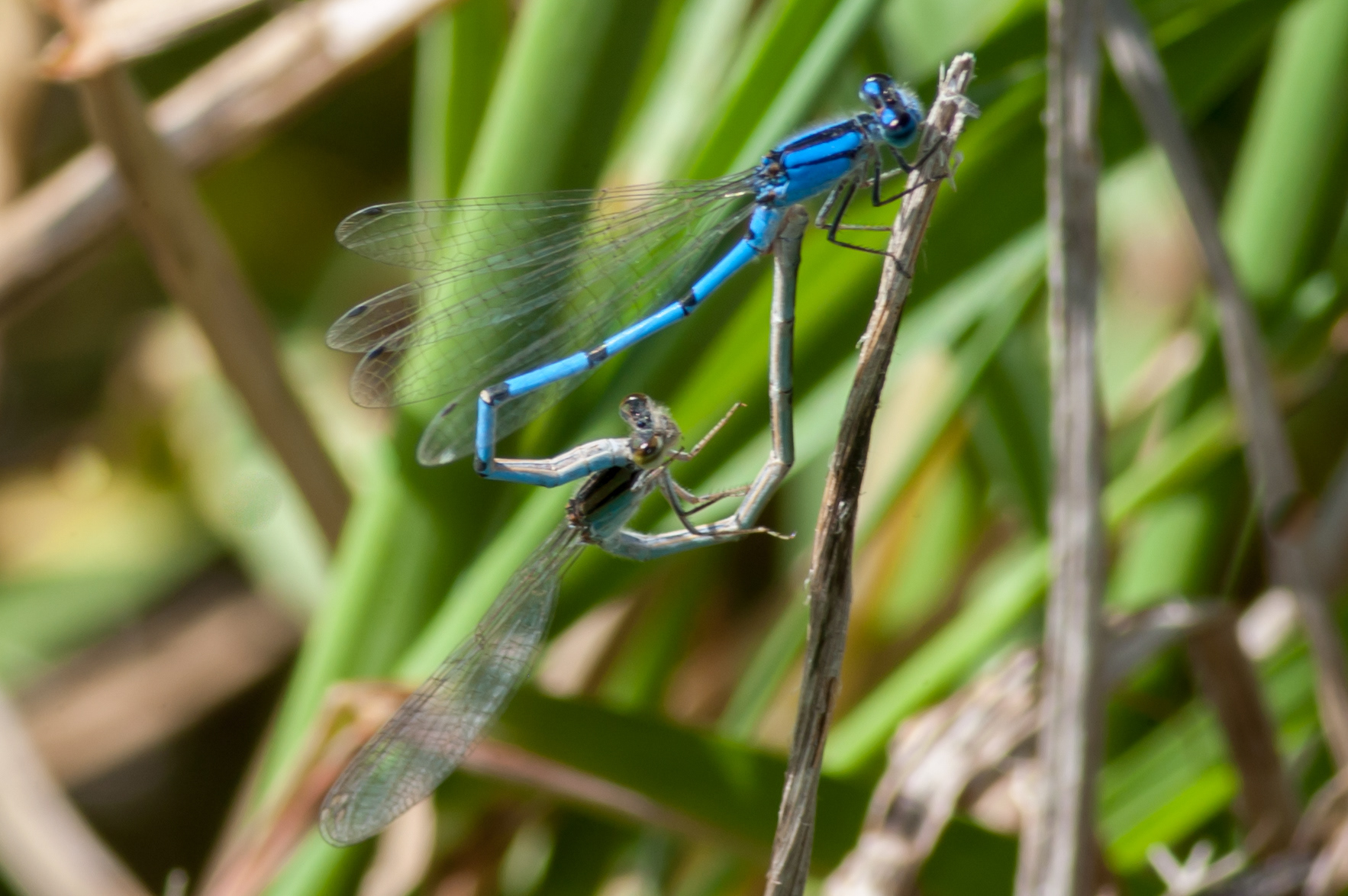 Familiar Bluet  (Enallagma civile)