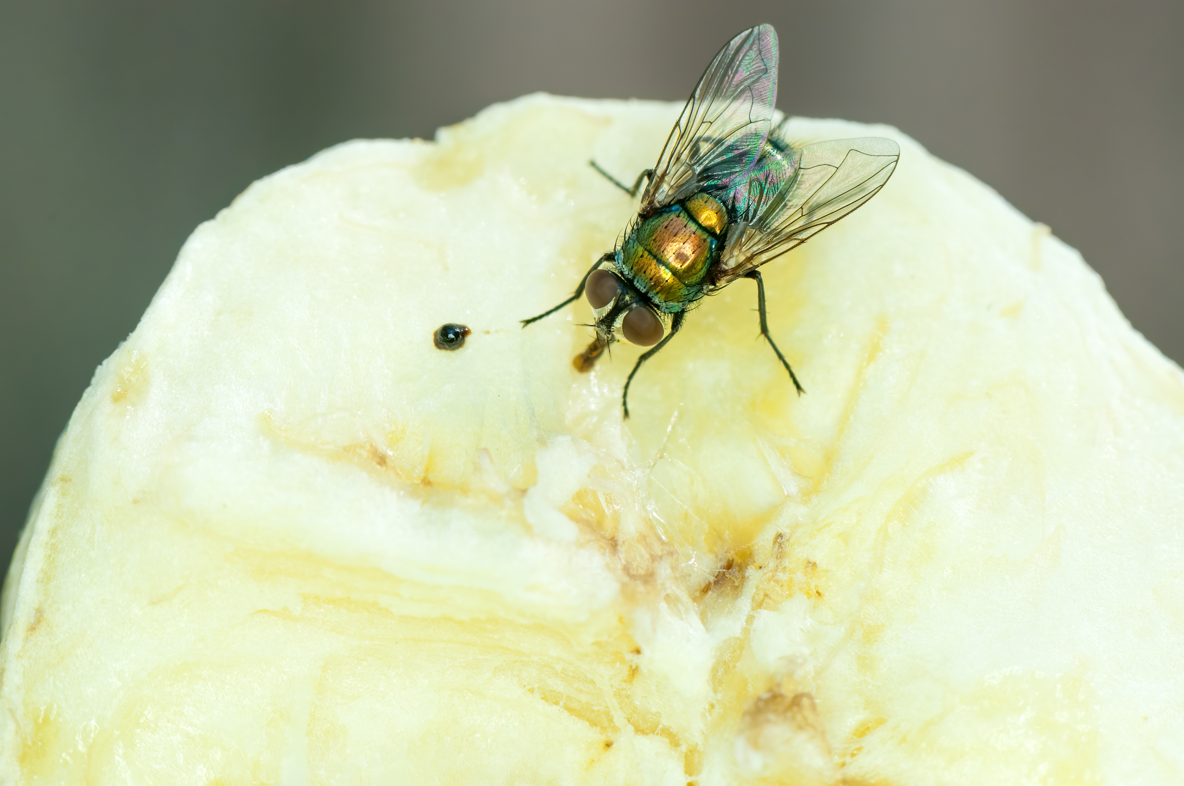Green Bottle Fly (	Calliphoridae sp.)