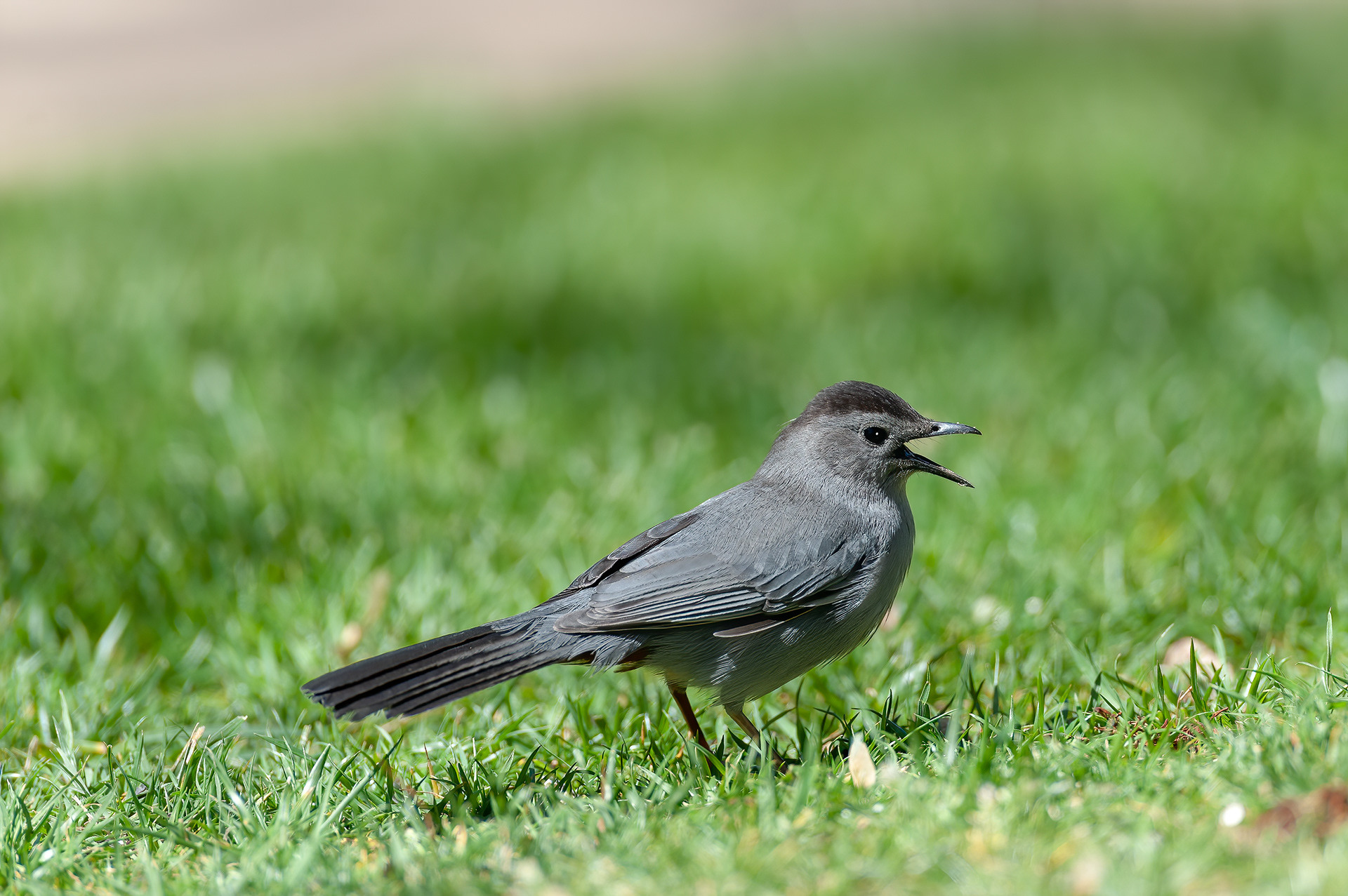 Gray Carbird (Dumetella carolinensis)