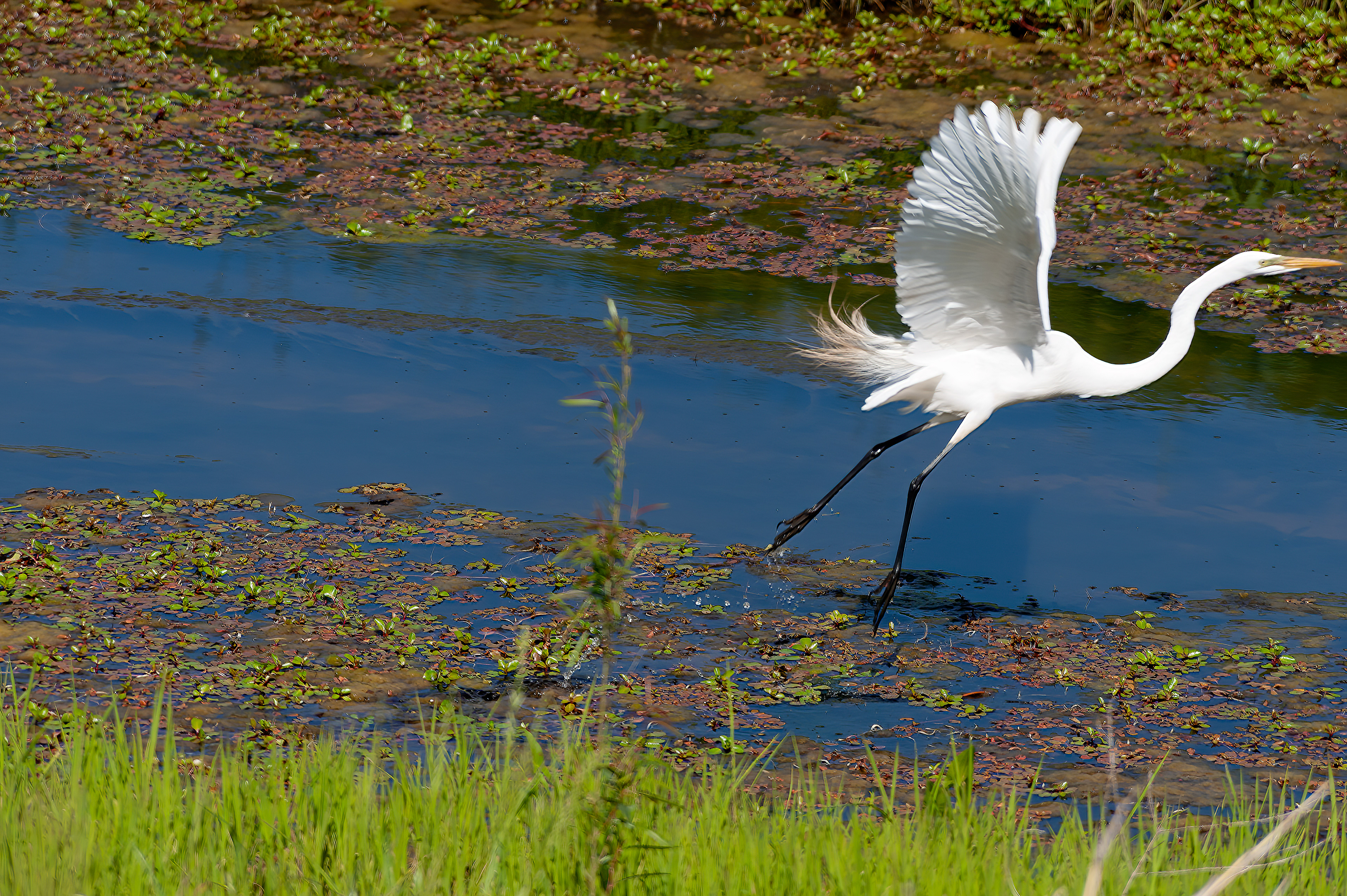 Great Egret (Ardea alba)