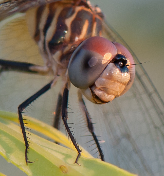 Blue Dasher (Pachydiplax longipennis)