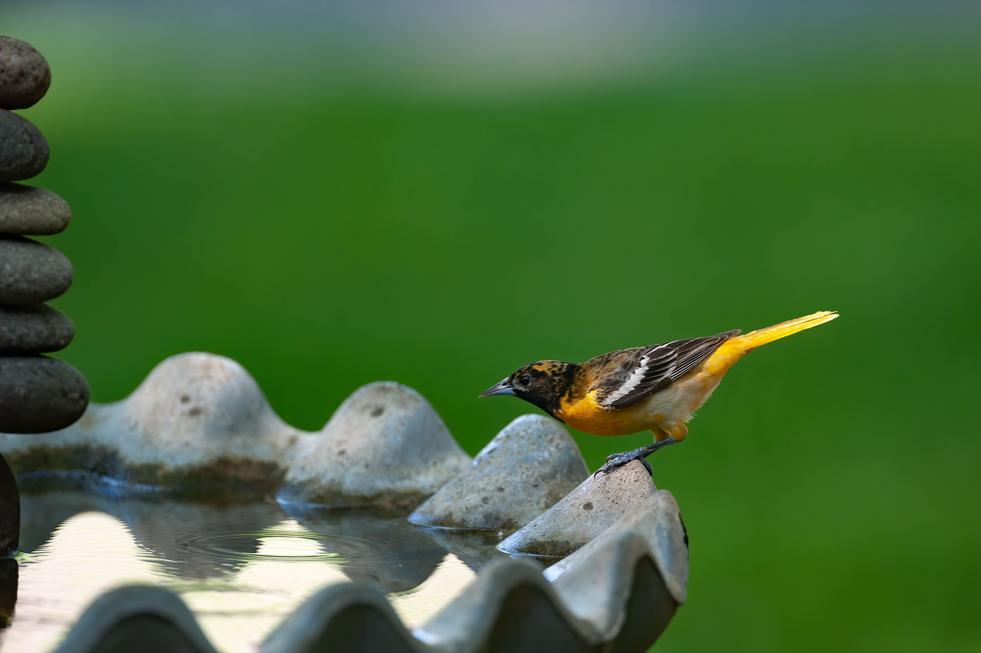 Baltimore Oriole - Female