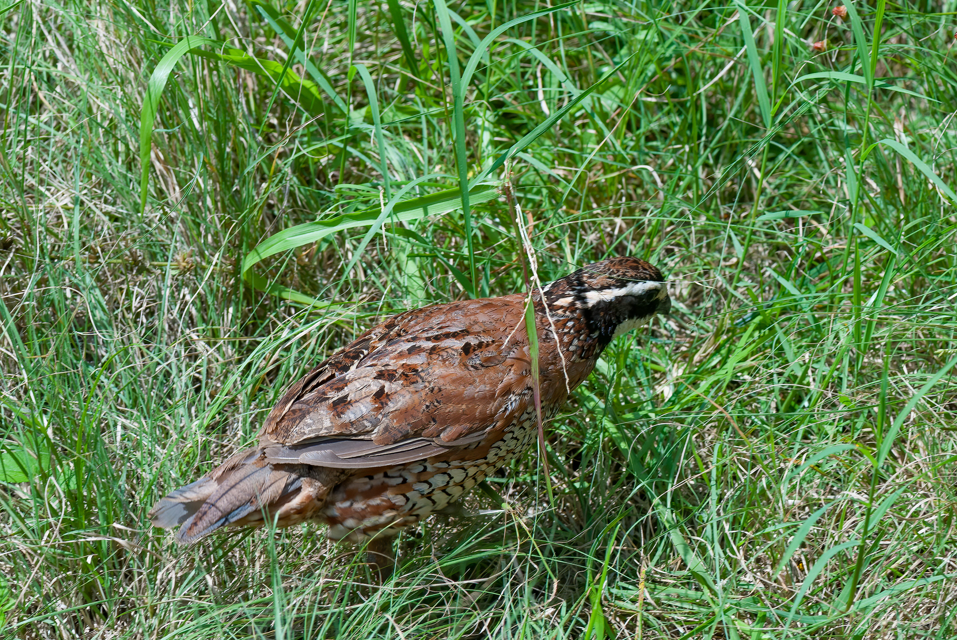 Northern Bobwhite Quail - Male (Colinus virginianus)