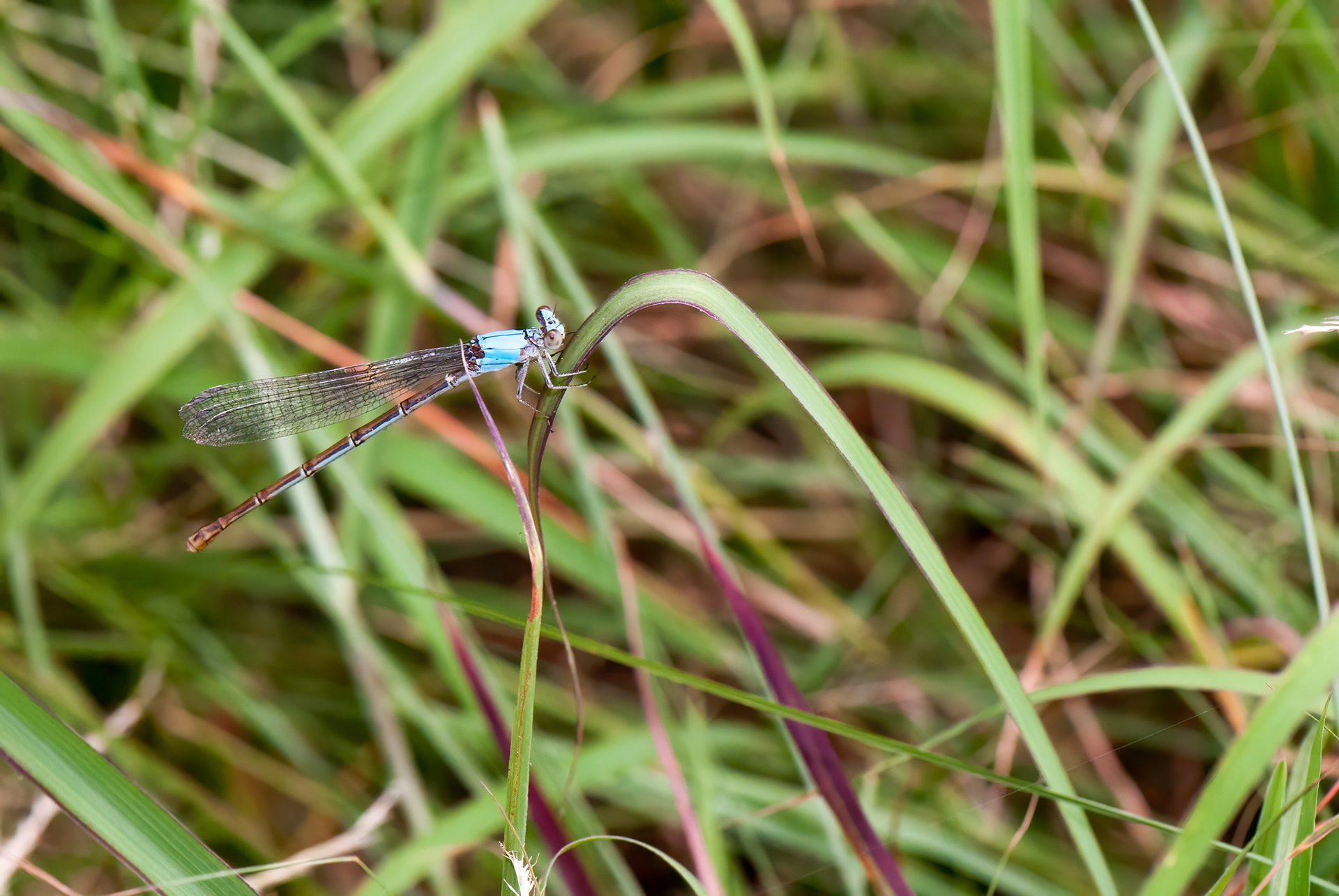Blue-fronted Dancer  (Argia apicalis)