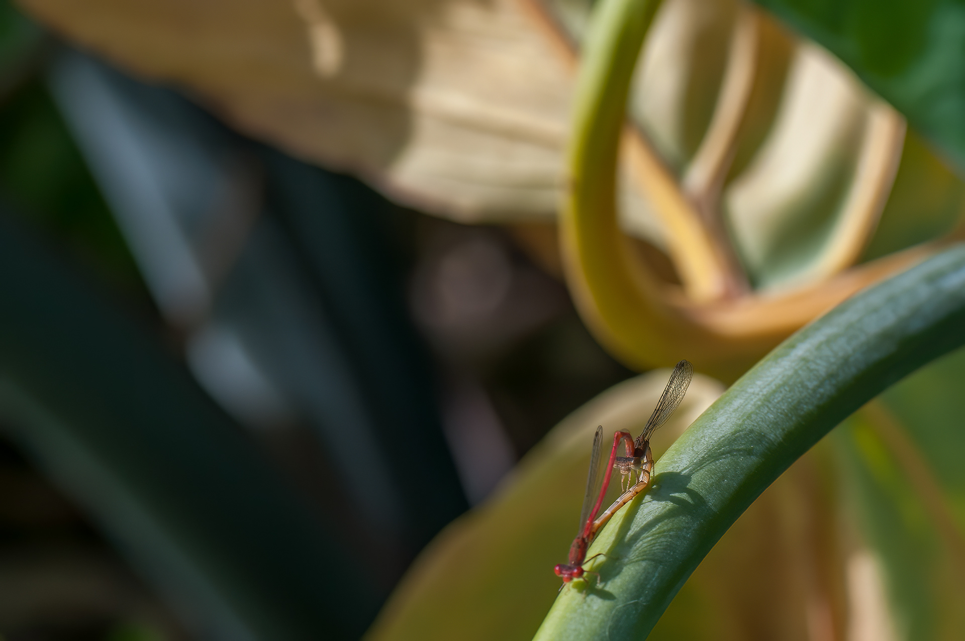 Desert Firetail (Telebasis salva)