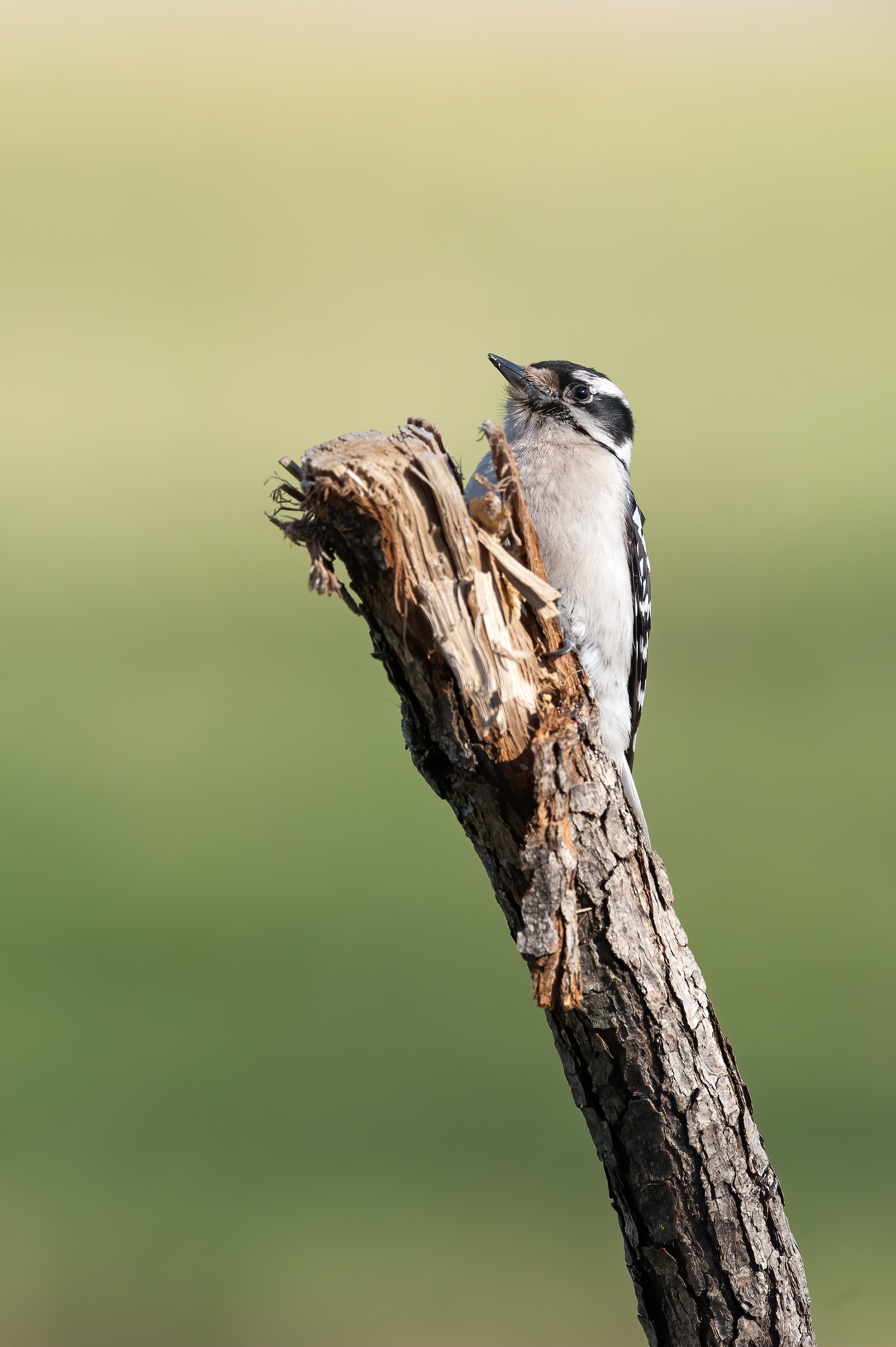 Downy Woodpecker - Femal;e