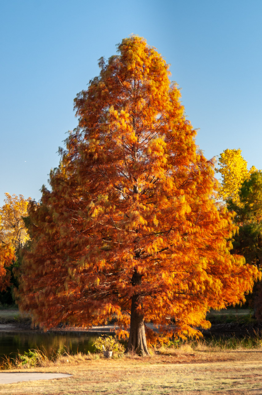 Fall Cypress Tree Oklahoma City