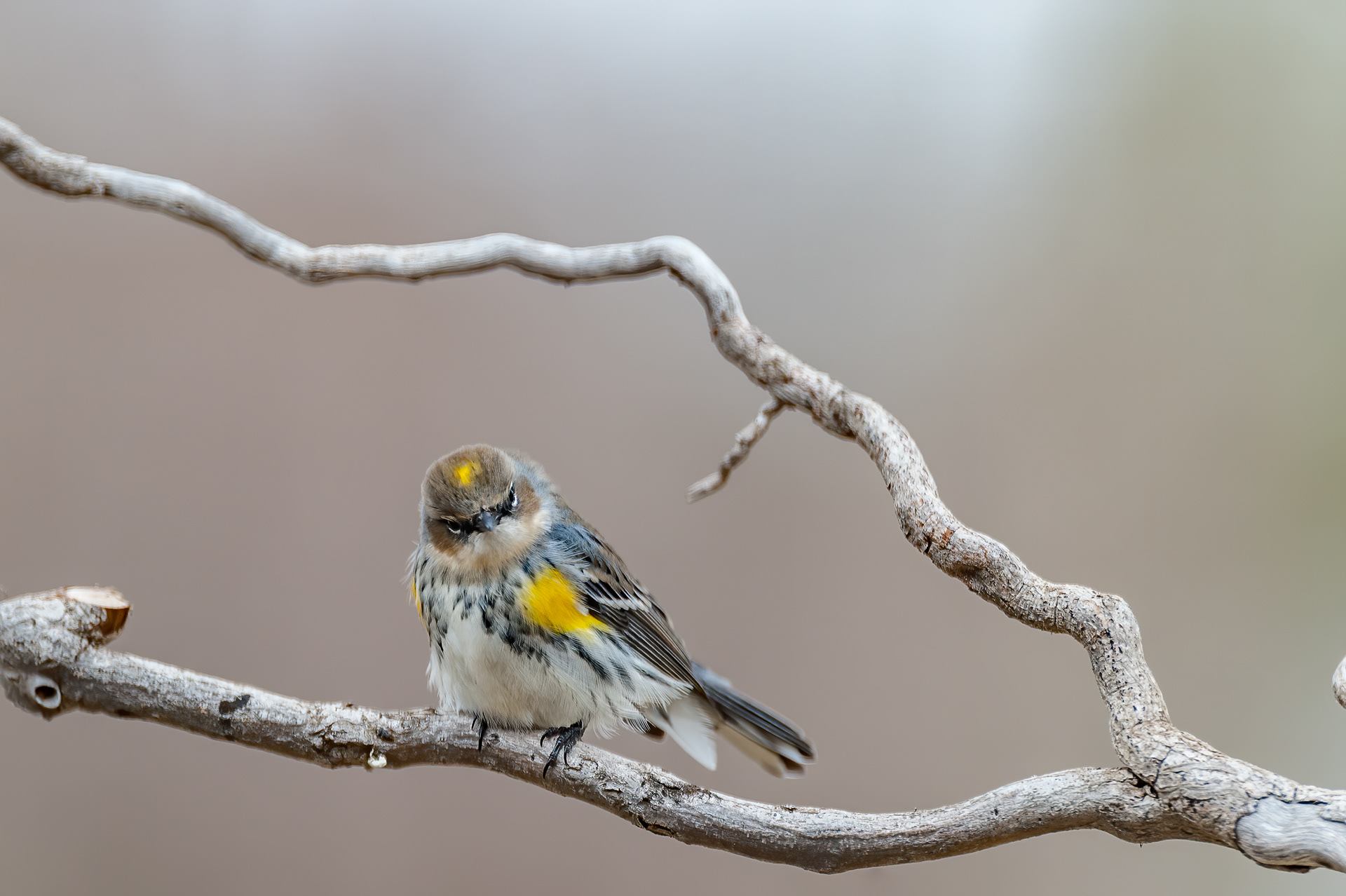 Yellow-rumped Warbler (Setophaga coronata)