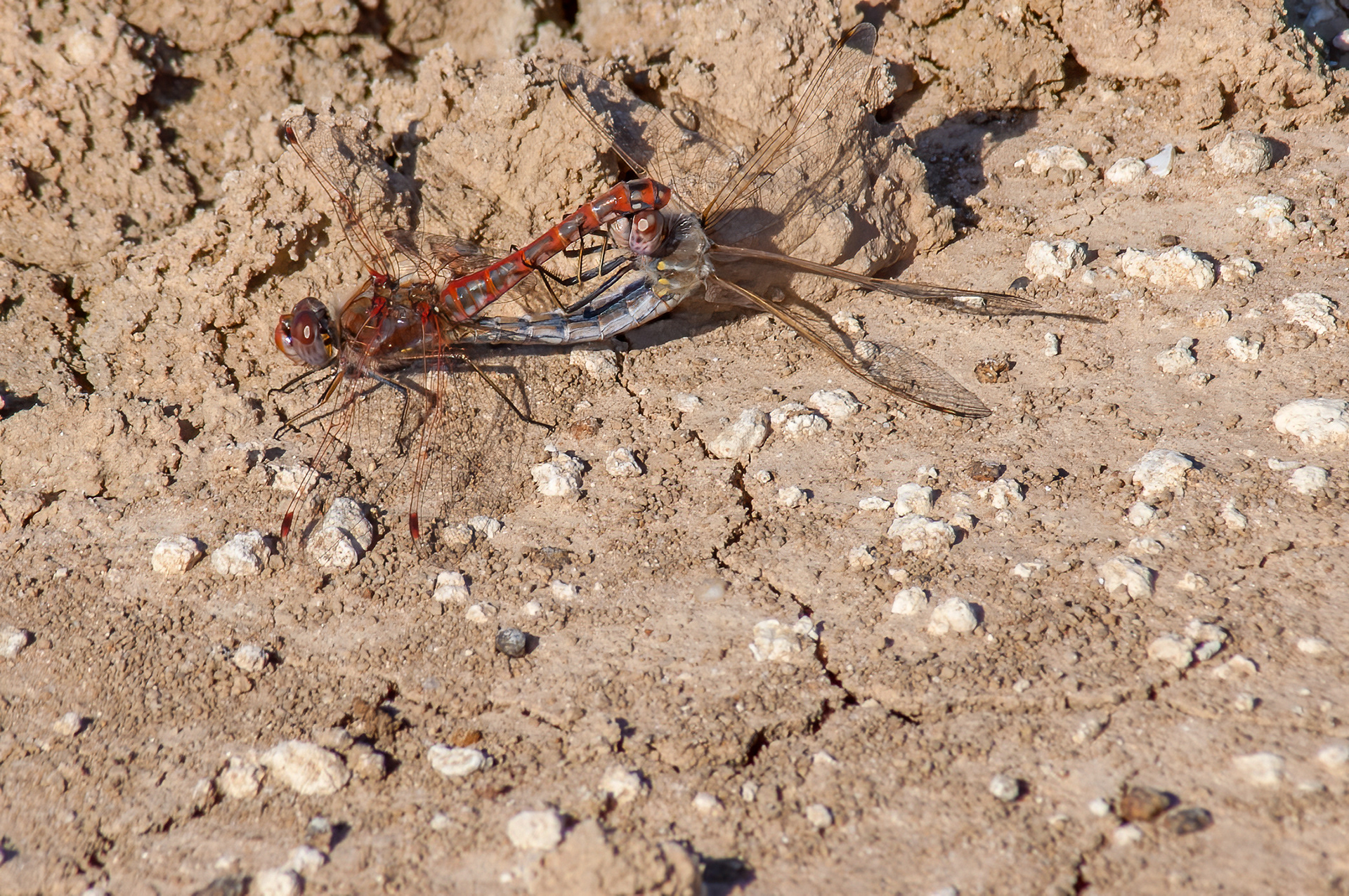 Variegated Meadowhawks Mating  (Sympetrum corruptum)