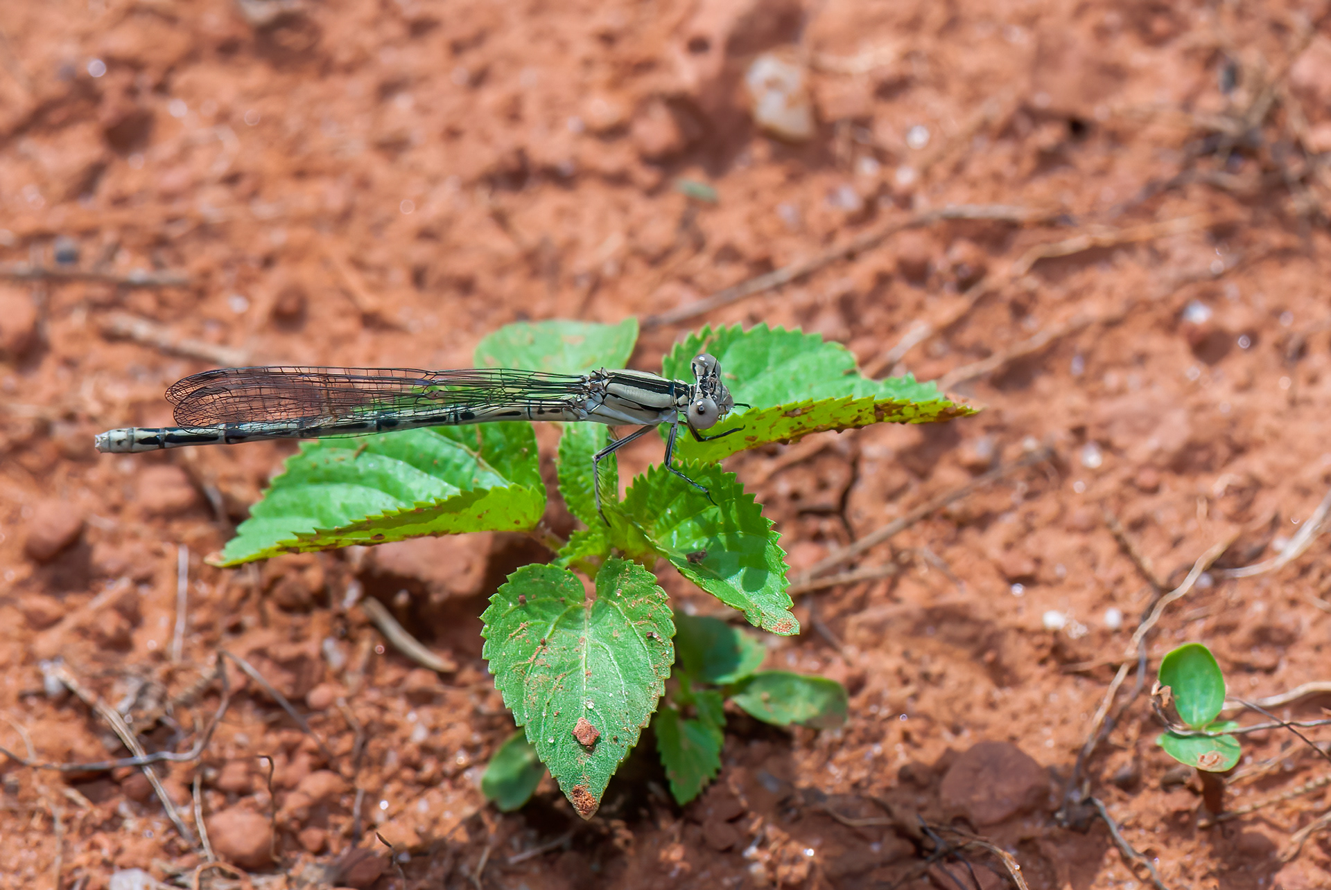 Aztec Dancer (Argia nahuana)