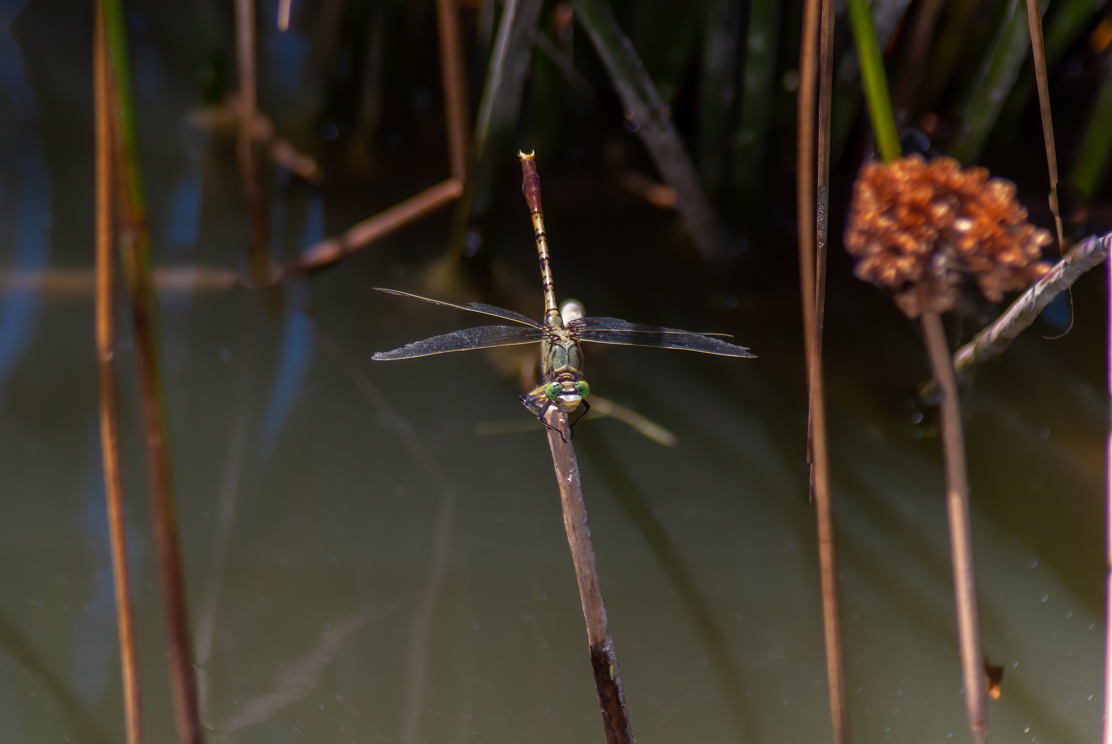 Jade Skimmer (Arigomphus submedianus)