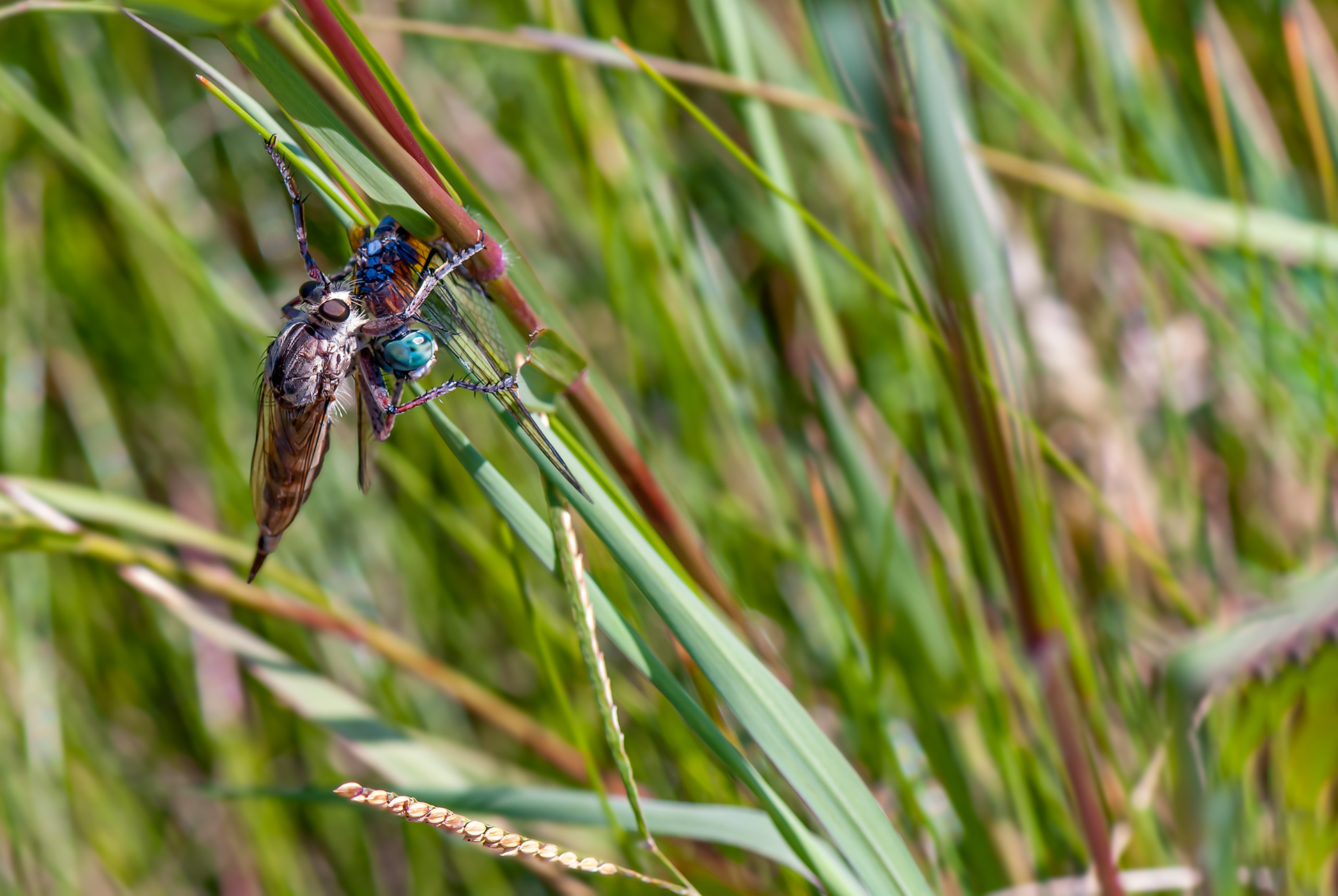 Robber Fly 