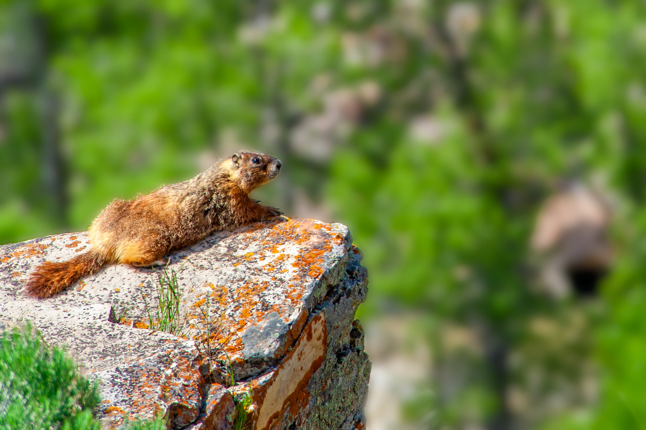 Yellow Marmot in Grand Teton National Park
