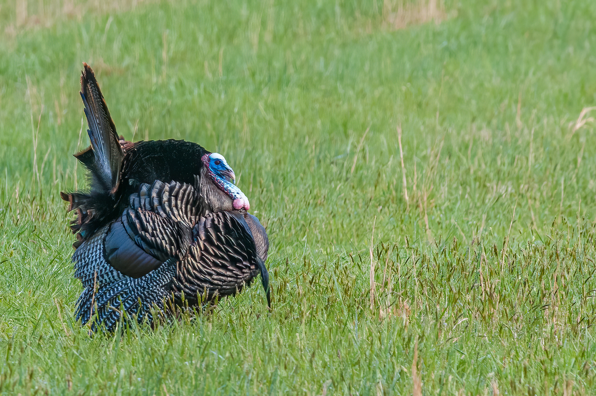 Wild Turkey (Meleagris gallopavo)