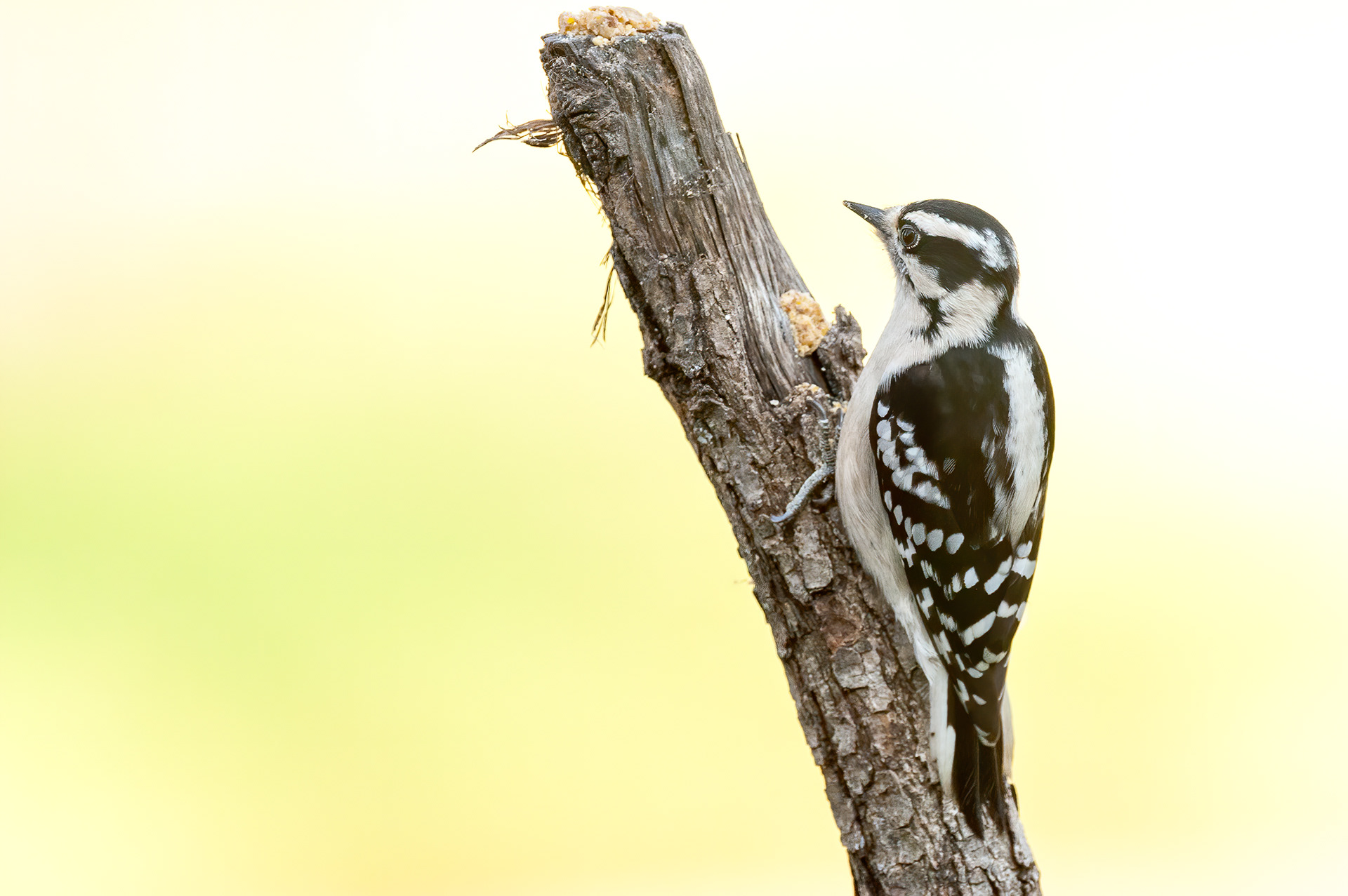 Hairy Woodpecker - Female