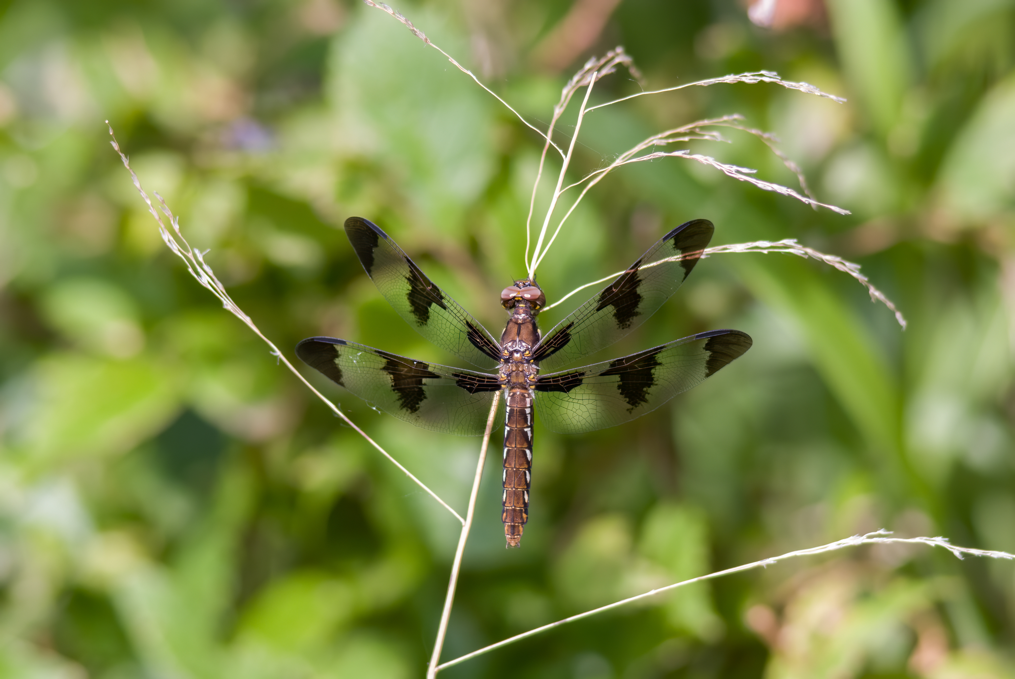 Common Whitetail - Female (Plathemis lydia )