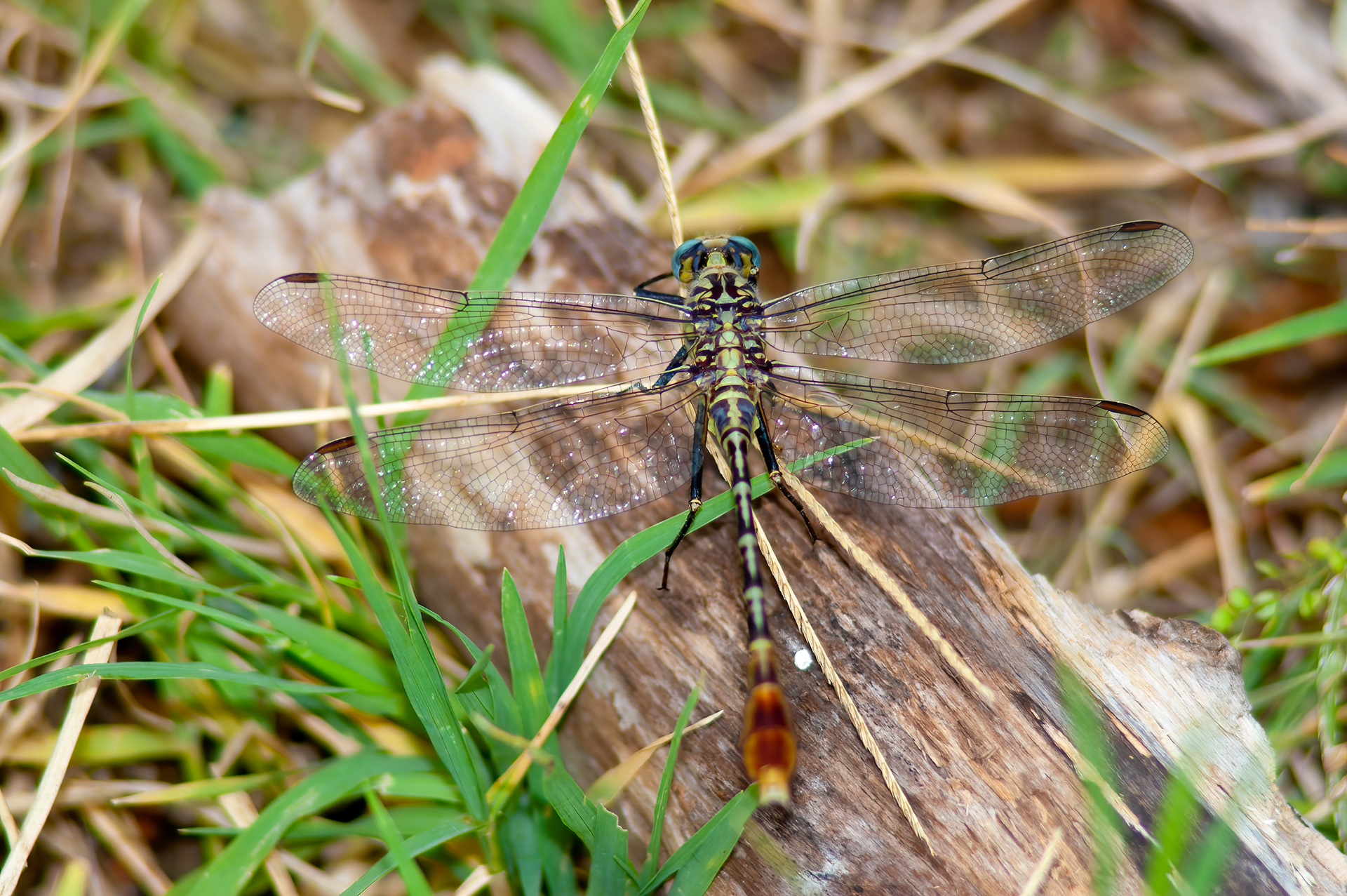 Eastern Ringtail (Erpetogomphus designatus)