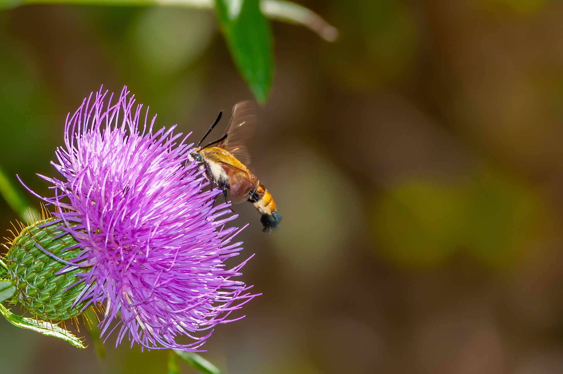 SnowberrySnowberry Clearwing Moth (Hemaris diffinis)Clearwing Moth