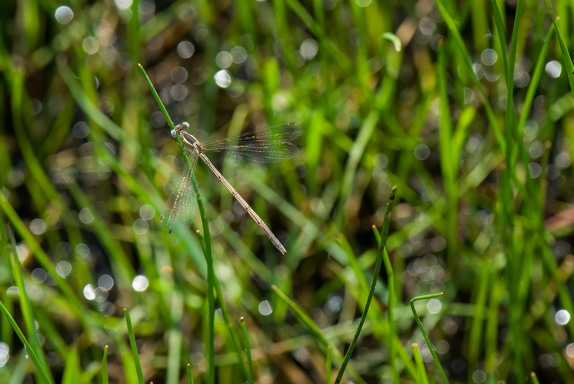 Citrine Forktail (Ischnura hastata)