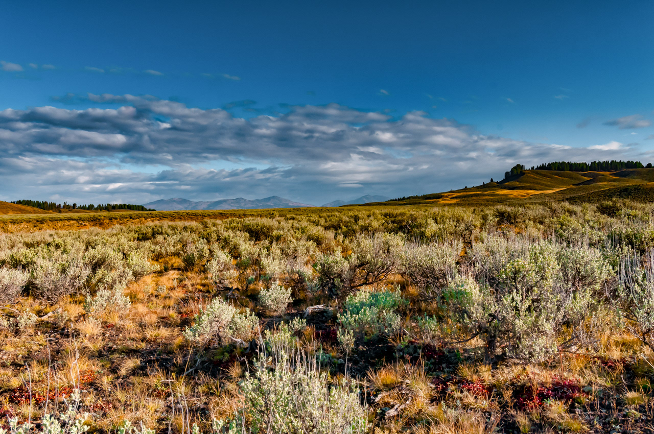 Lamar Valley Yellowstone National Park