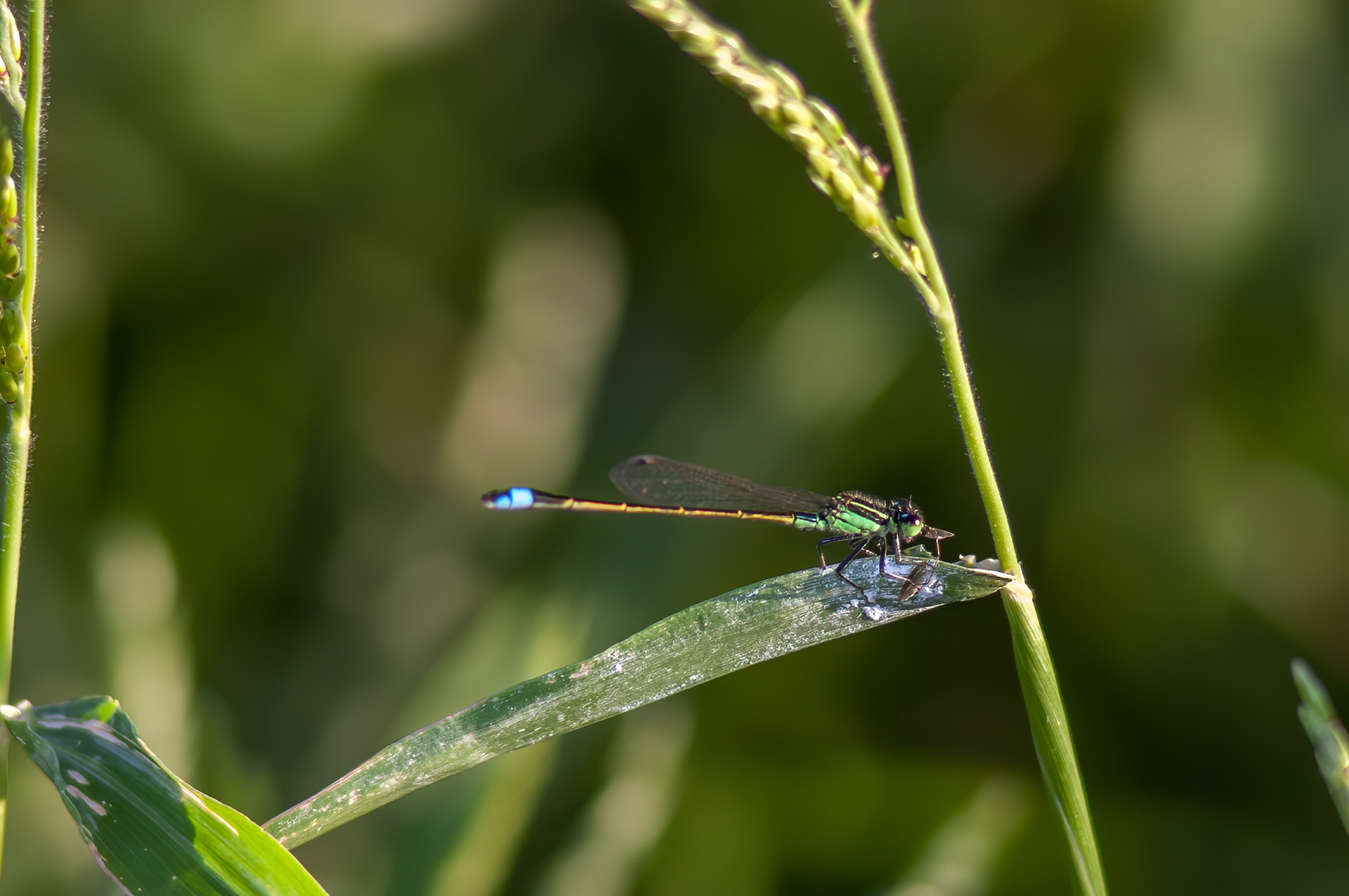 Rambur's Forktail  (Ischnura ramburii)
