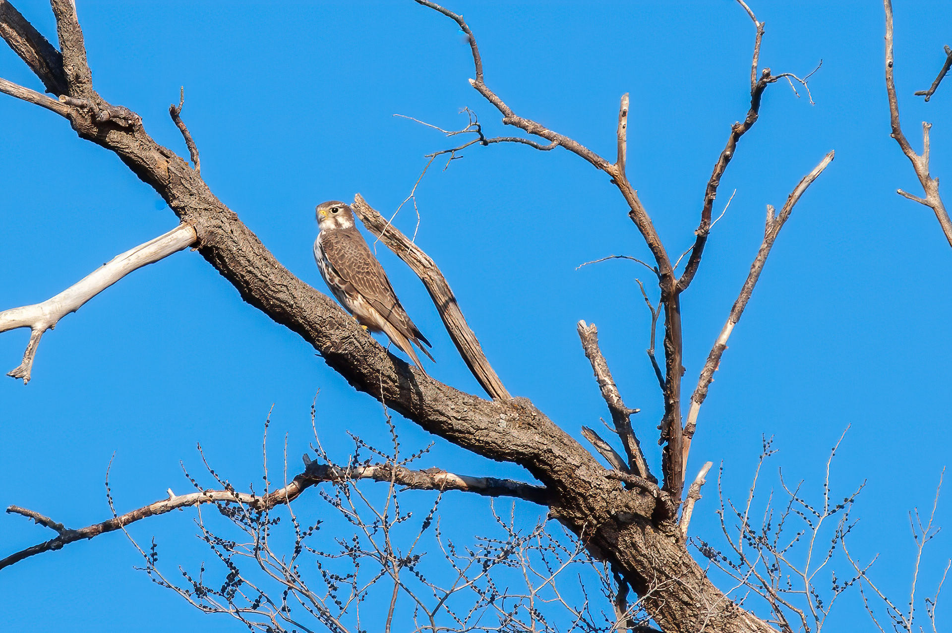 Prairie Falcon ( Falco mexicanus)