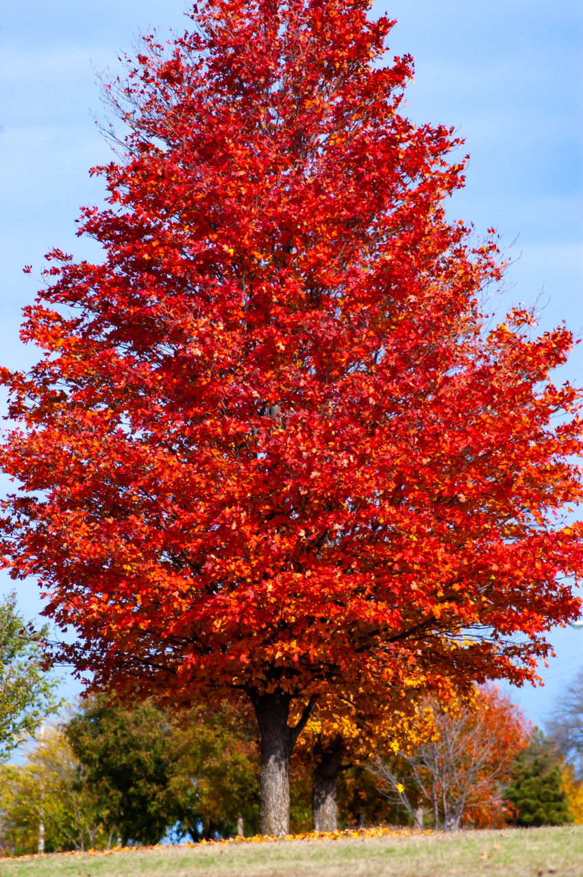 Fall Maple Tree
