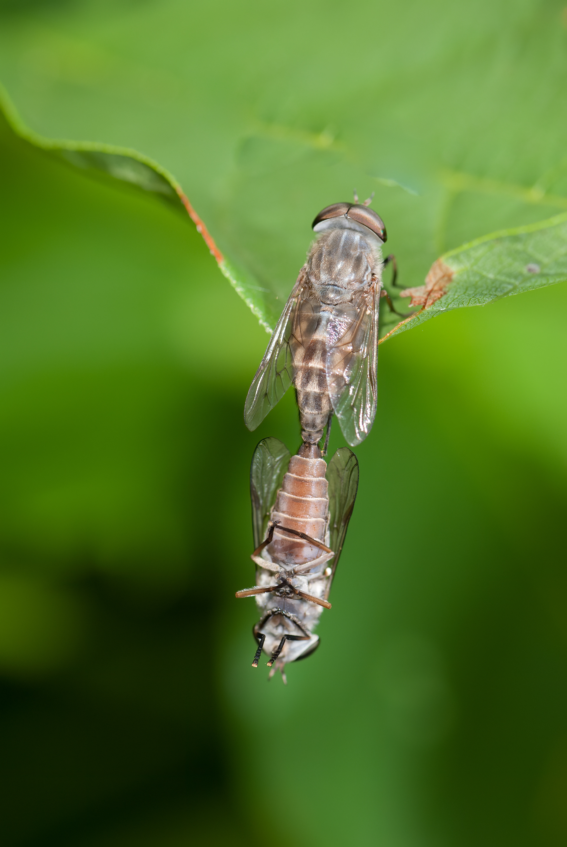 Flesh Flies Mating (Sarcophagida)