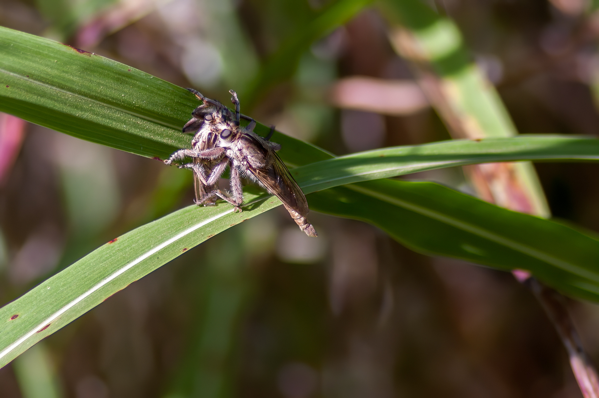 Robber Fly