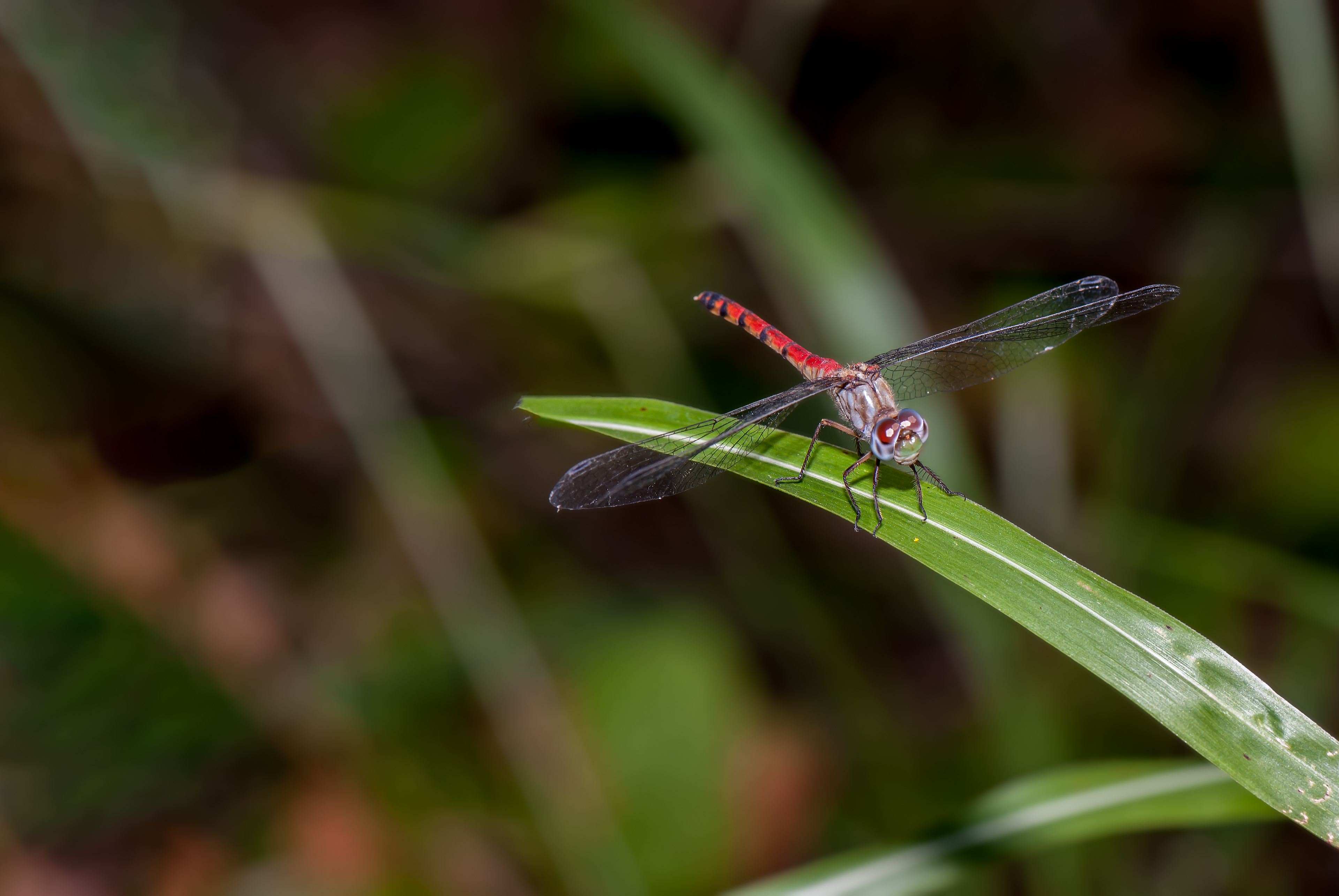 Blue-faced Meadowhawk (ympetrum ambiguum,)