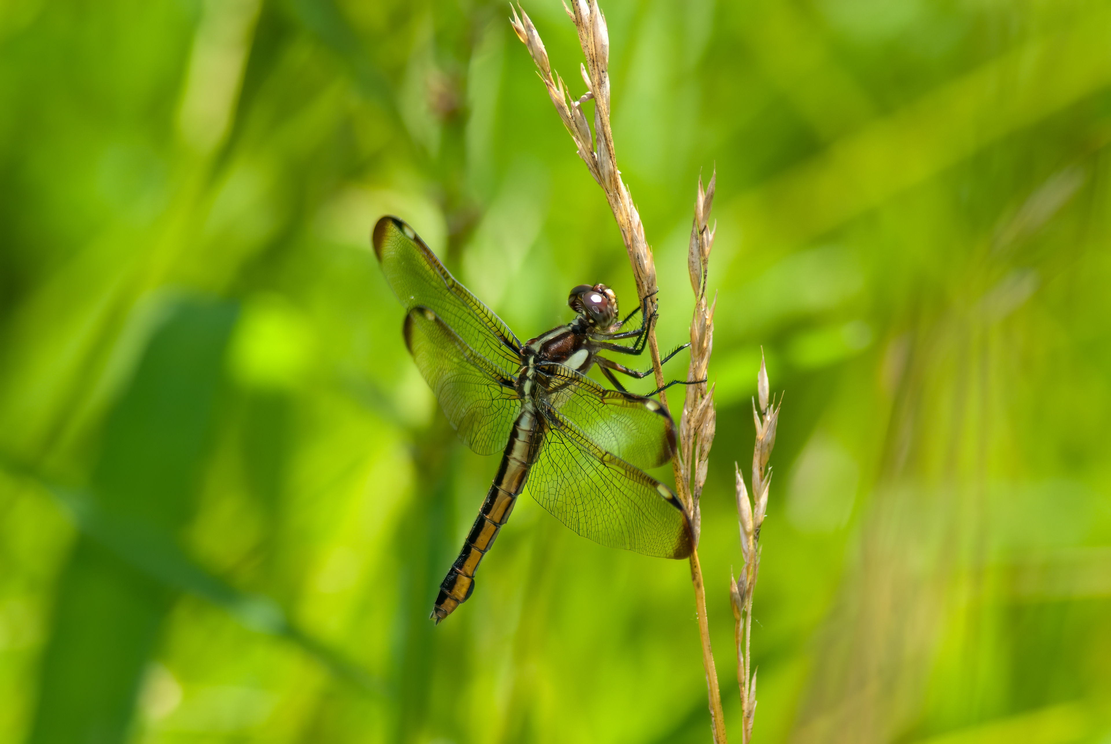 Spangled Skimmer - Female (Libellula cyanea)