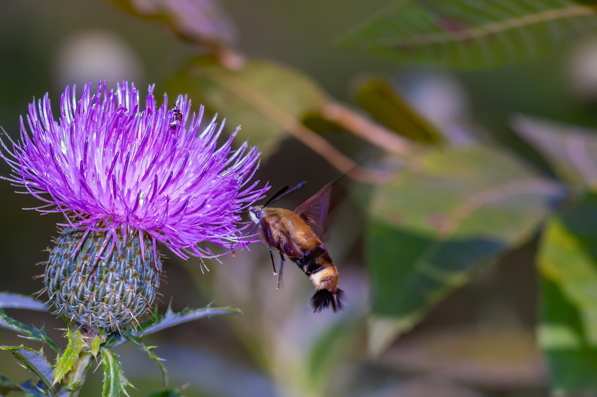 Snowberry Clearwing Moth (Hemaris diffinis)