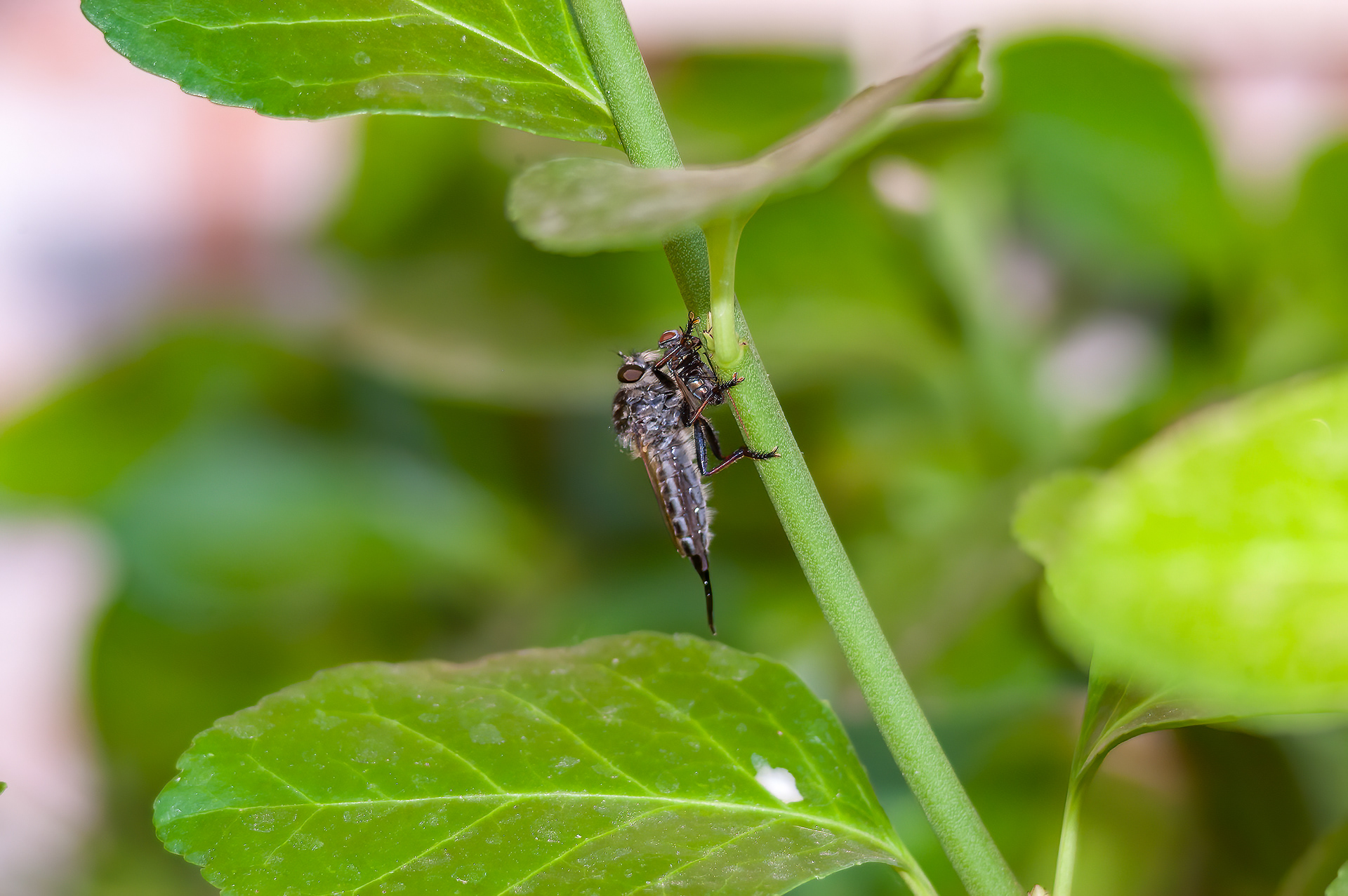 Robber Fly