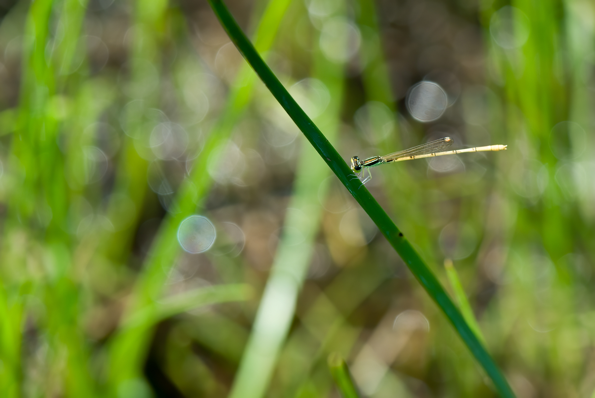 Citrine Forktail (Ischnura hastata)