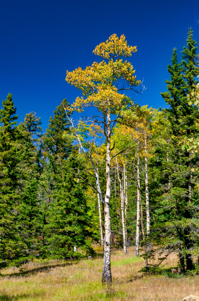 Aspen Tree Cimarron, New Mexico