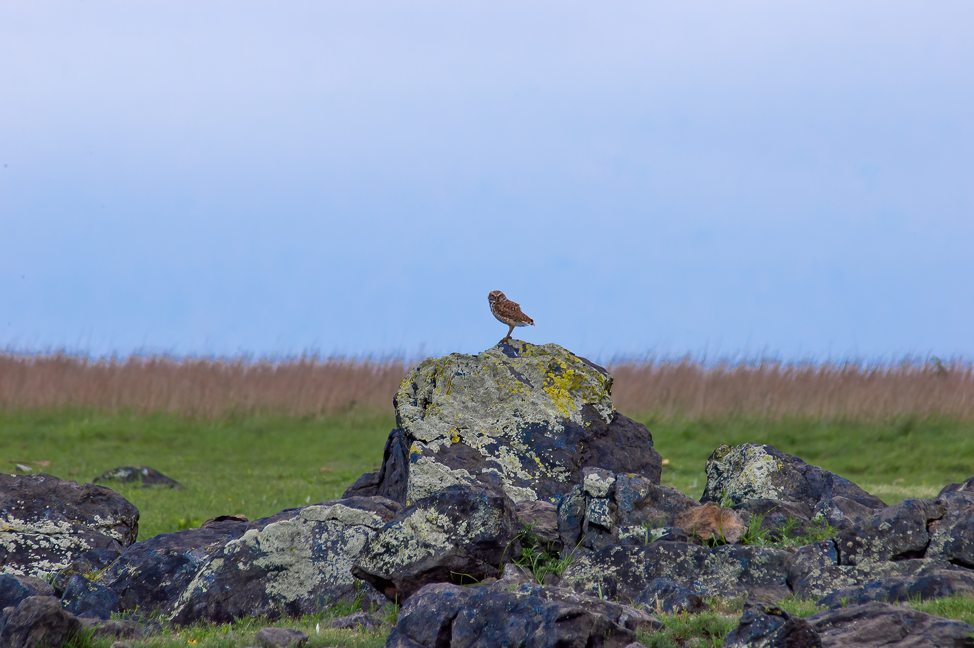 Burrowing Owl (Athene cunicularia)