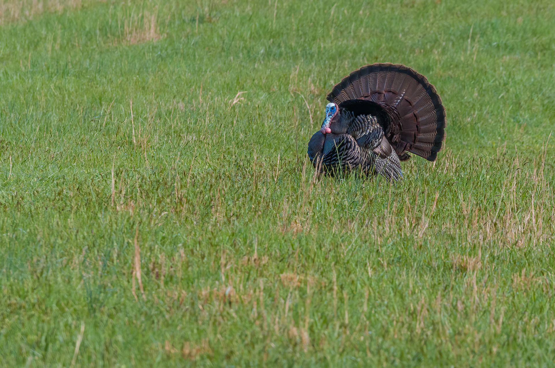 Wild Turkey (Meleagris gallopavo)