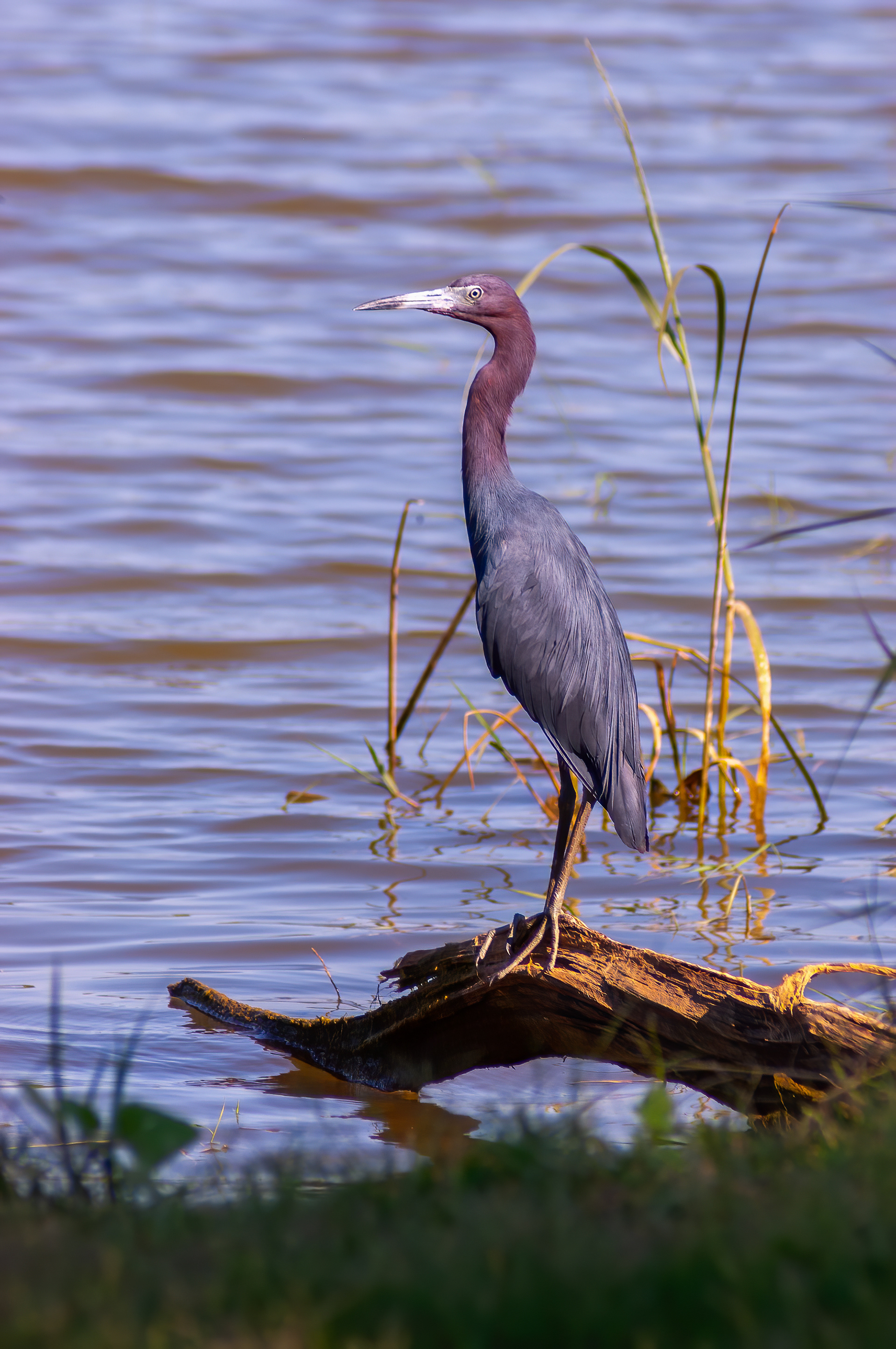 Little Blue Heron (Egretta caerulea)