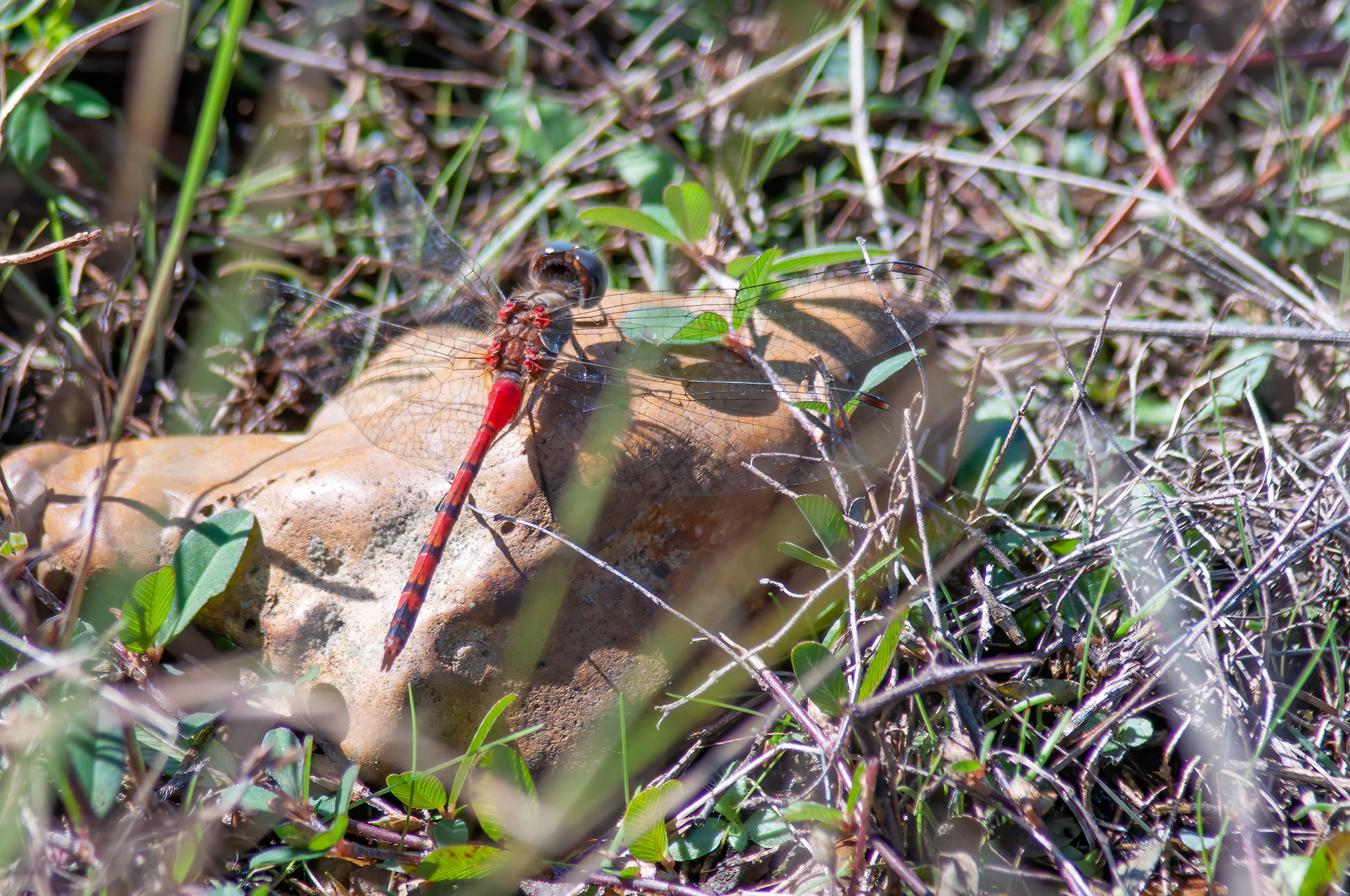 Yellow-legged Meadowhawk (Sympetrum vicinum)