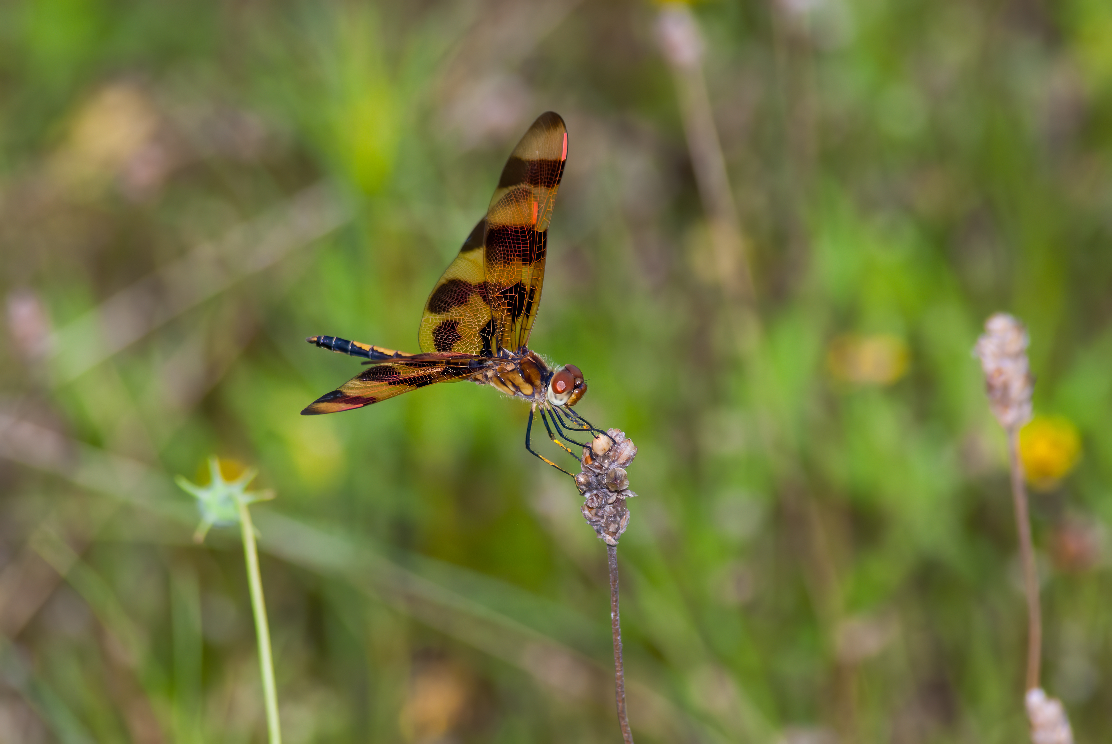 Halloween Pennant  (Celithemis eponina)