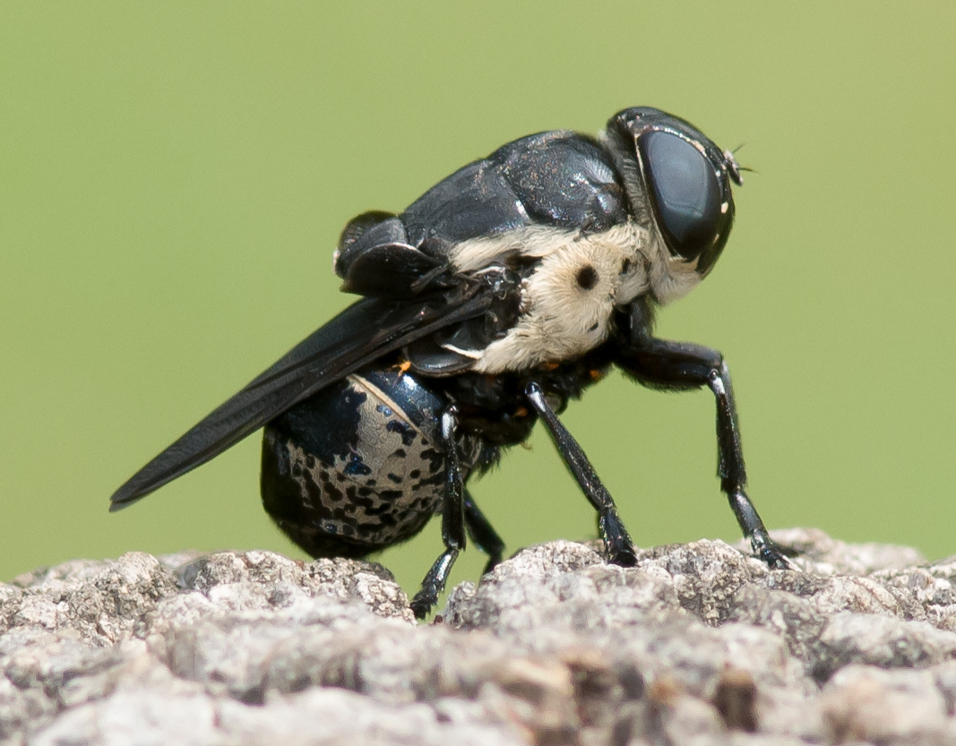 Bott Fly (Oestridae)